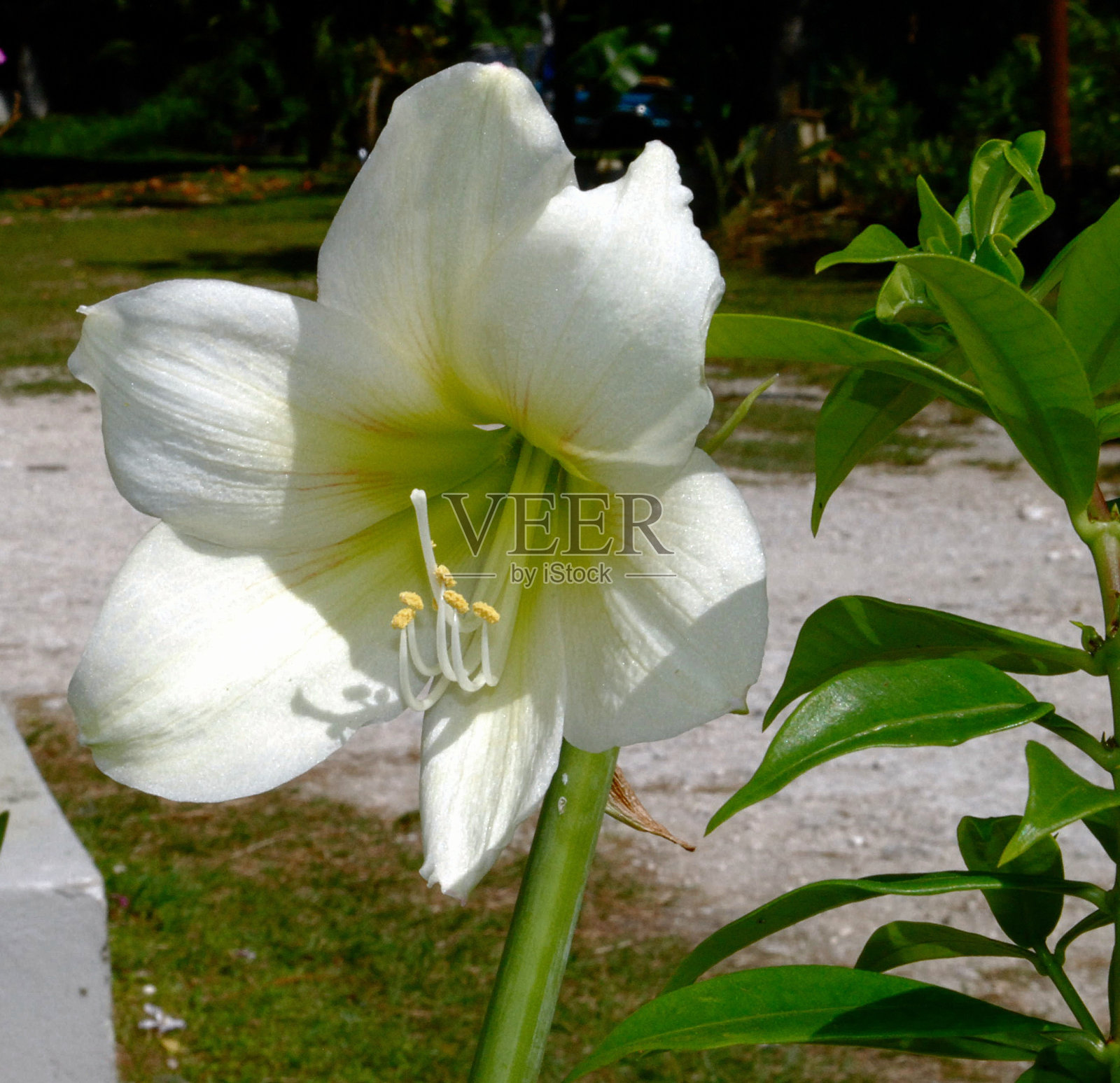 白色的花在花园里照片摄影图片