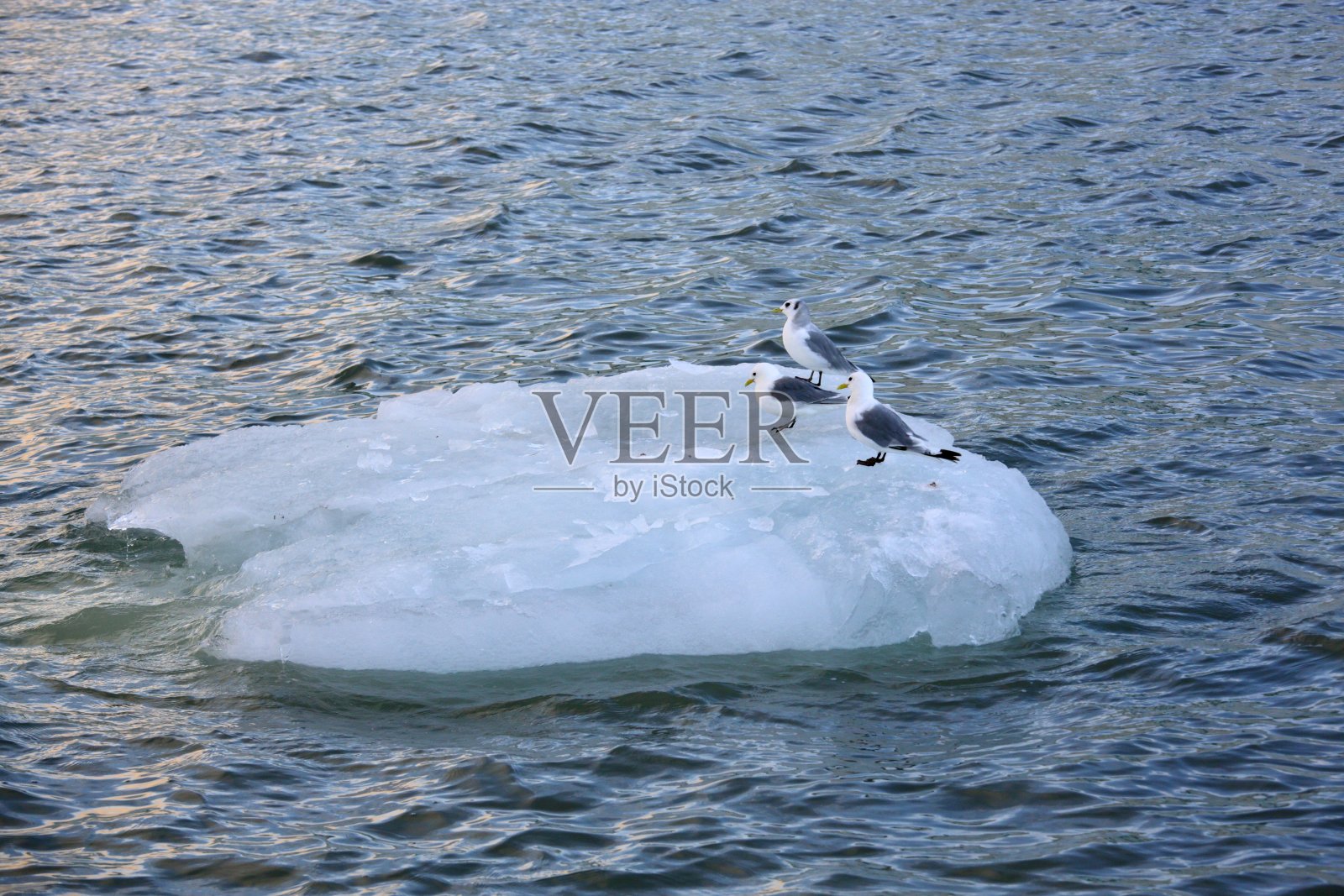 海鸟休息的冰山照片摄影图片