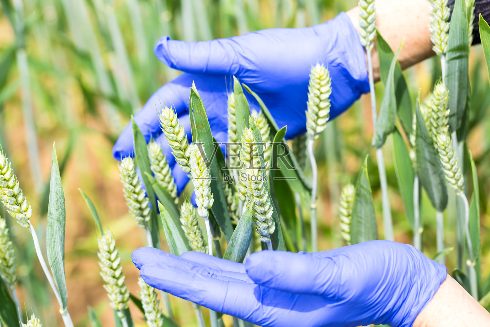 研究人员手戴蓝色手套检查小麦在阳光下的生长情况照片摄影图片