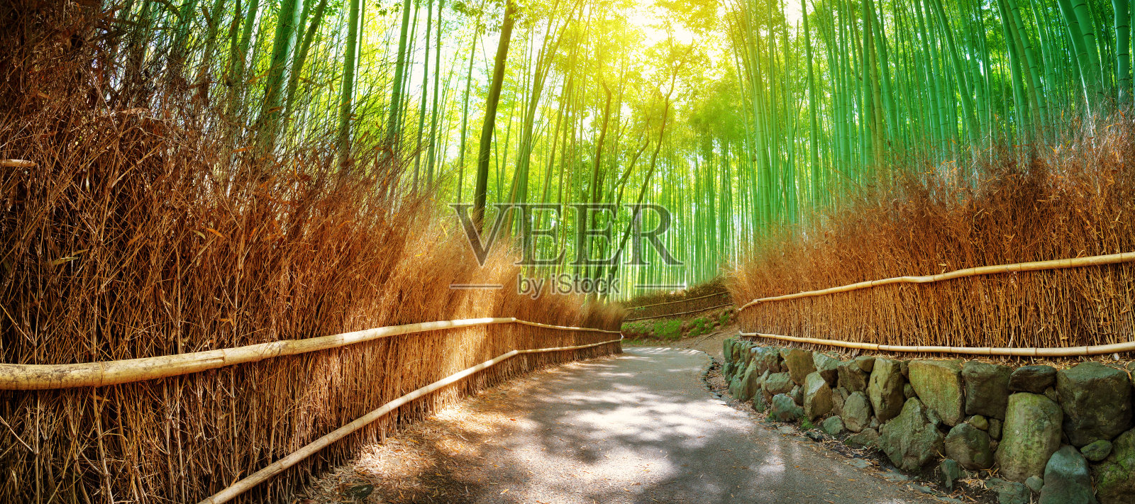 日本京都竹林中的小径照片摄影图片