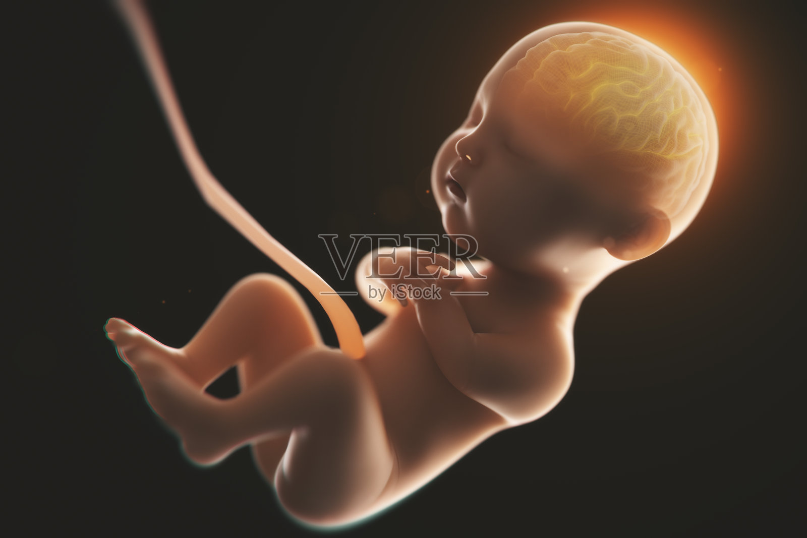 婴儿的大脑和神经系统，3d渲染胎儿的大脑x光内，3d插图。照片摄影图片