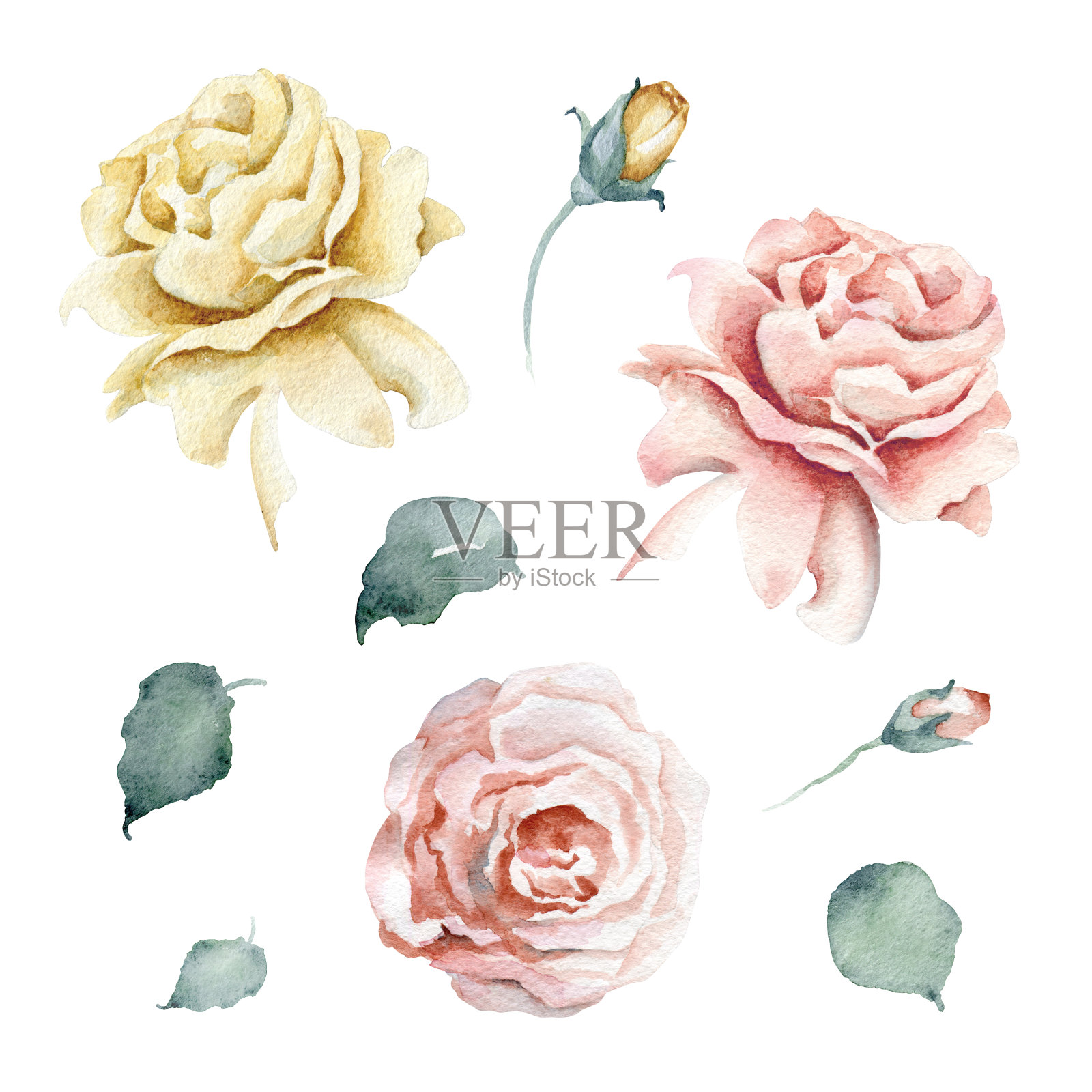 水彩花卉设置粉红色和茶玫瑰和花蕾插画图片素材