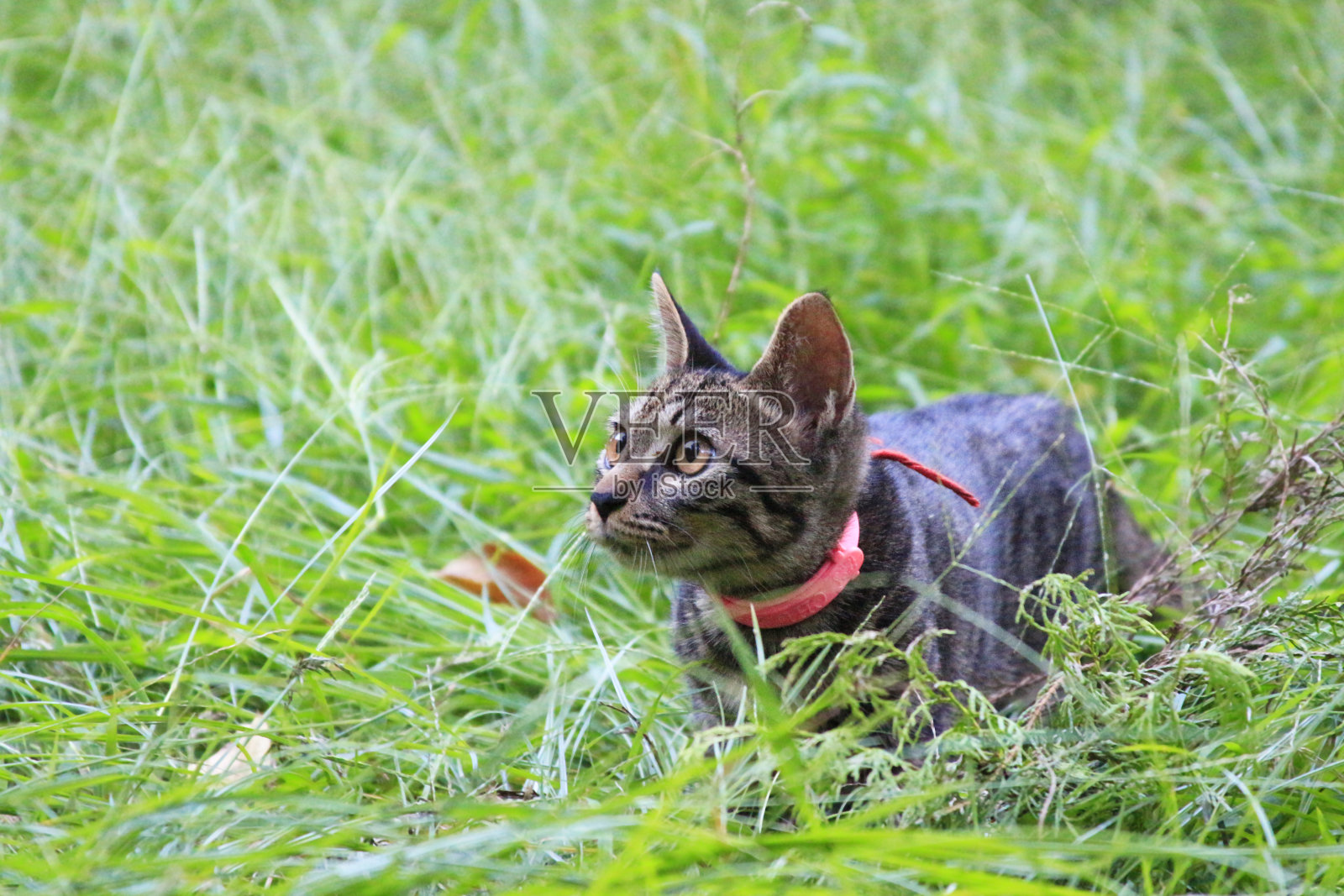 一只虎斑猫在公园的草地上玩耍照片摄影图片