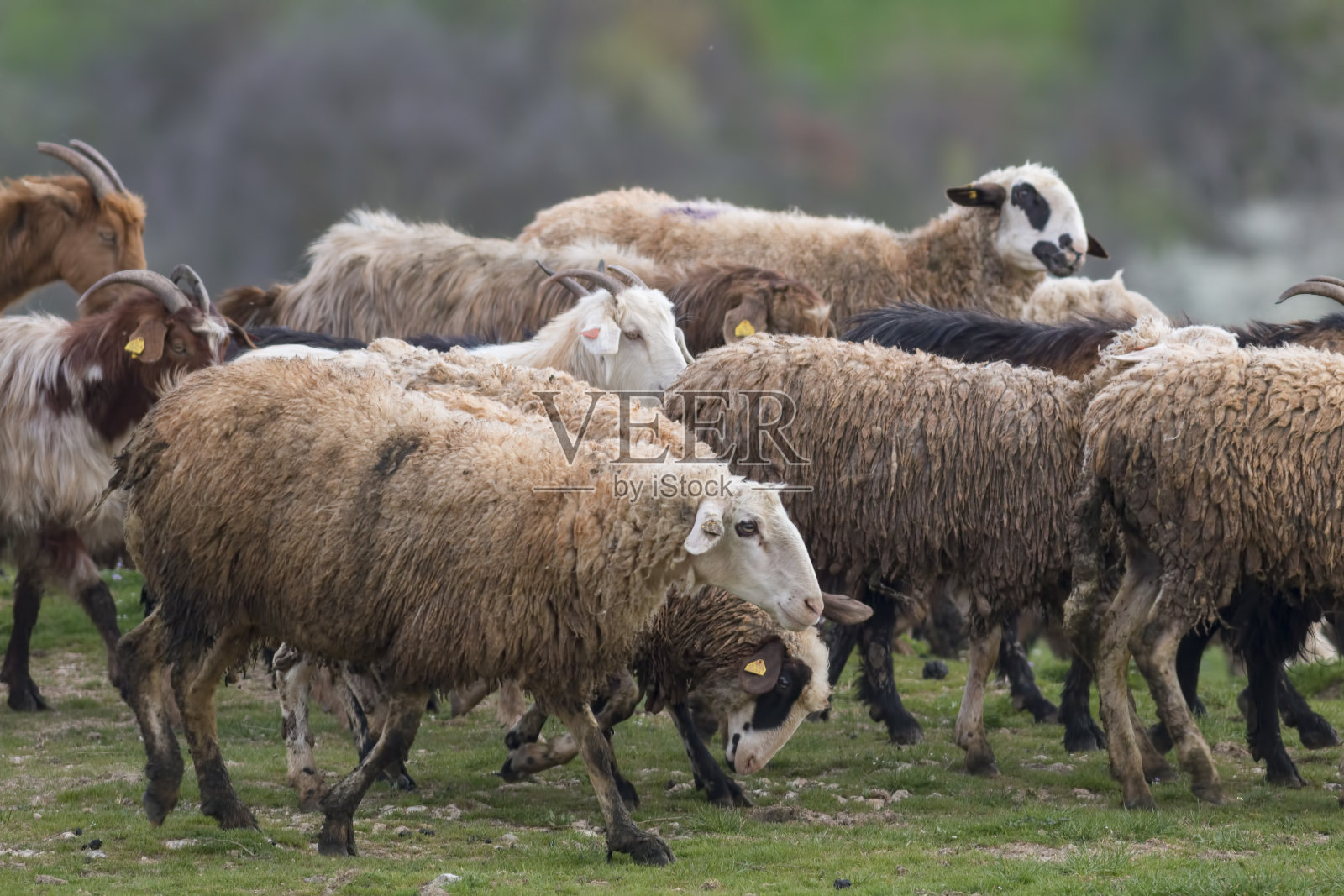 田野里的羊群照片摄影图片