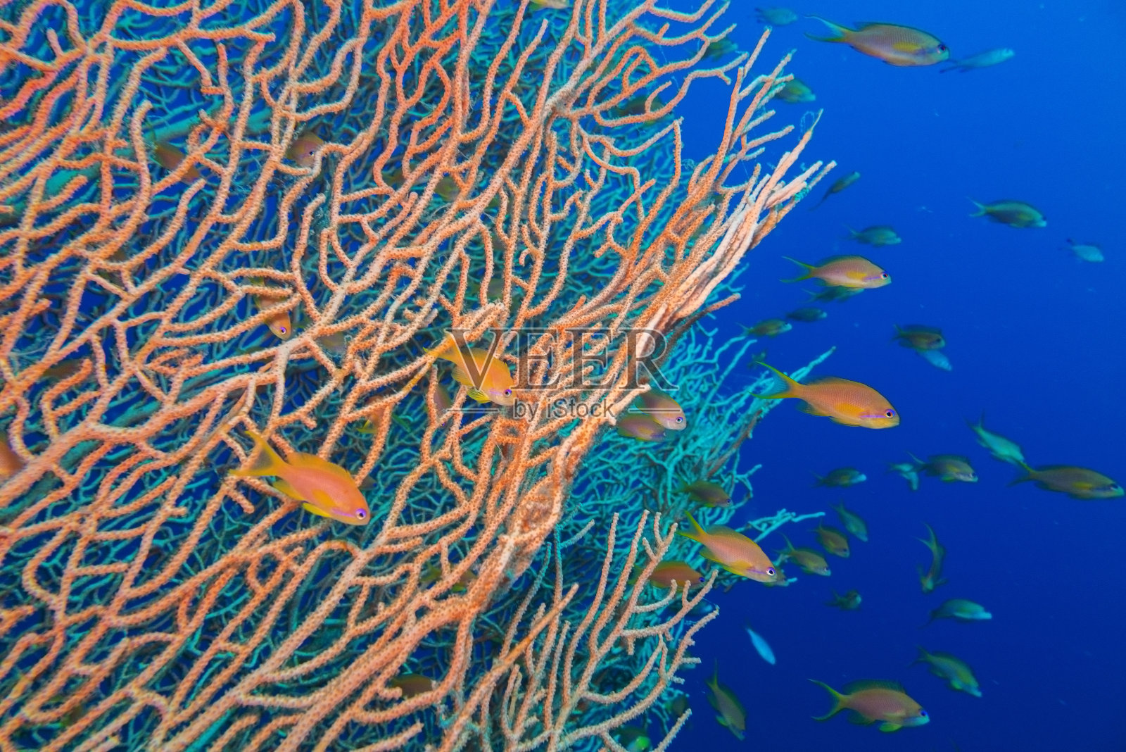 红海的柳珊瑚照片摄影图片
