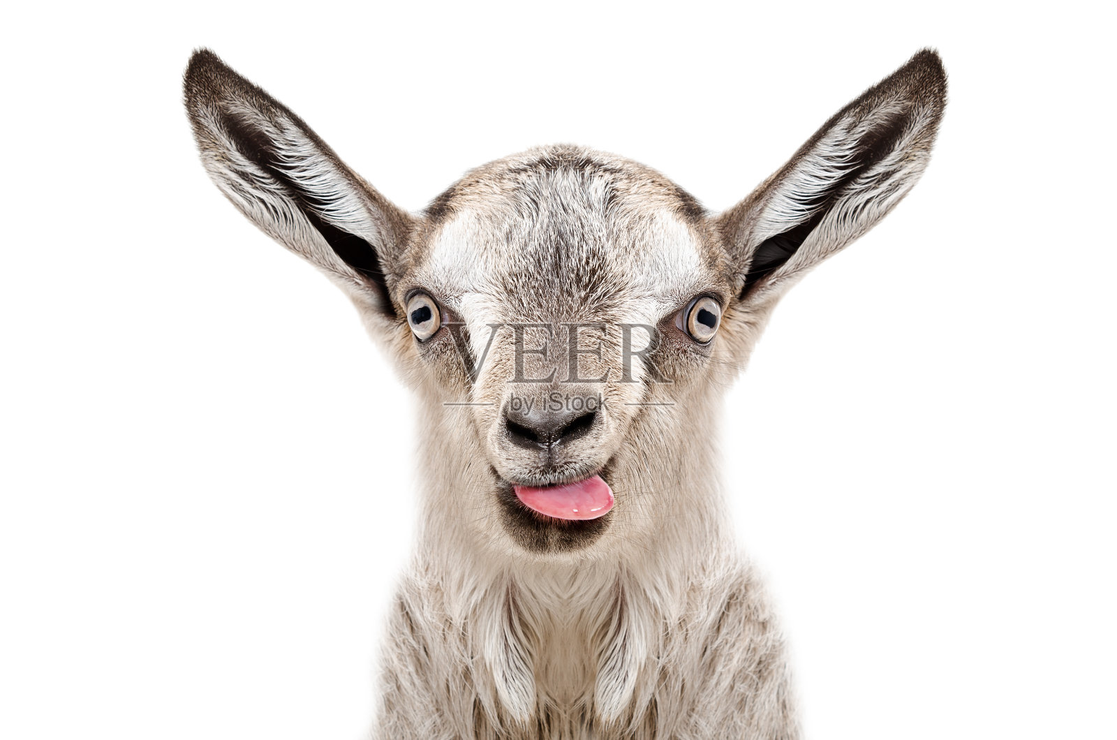 滑稽的灰色山羊展示舌头的肖像照片摄影图片