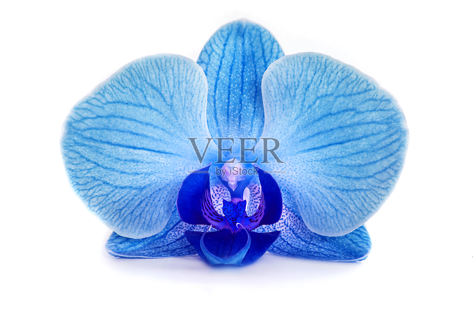 美丽的蓝色兰花没有背景，明亮的蓝色兰花花在一个白色的背景。照片摄影图片