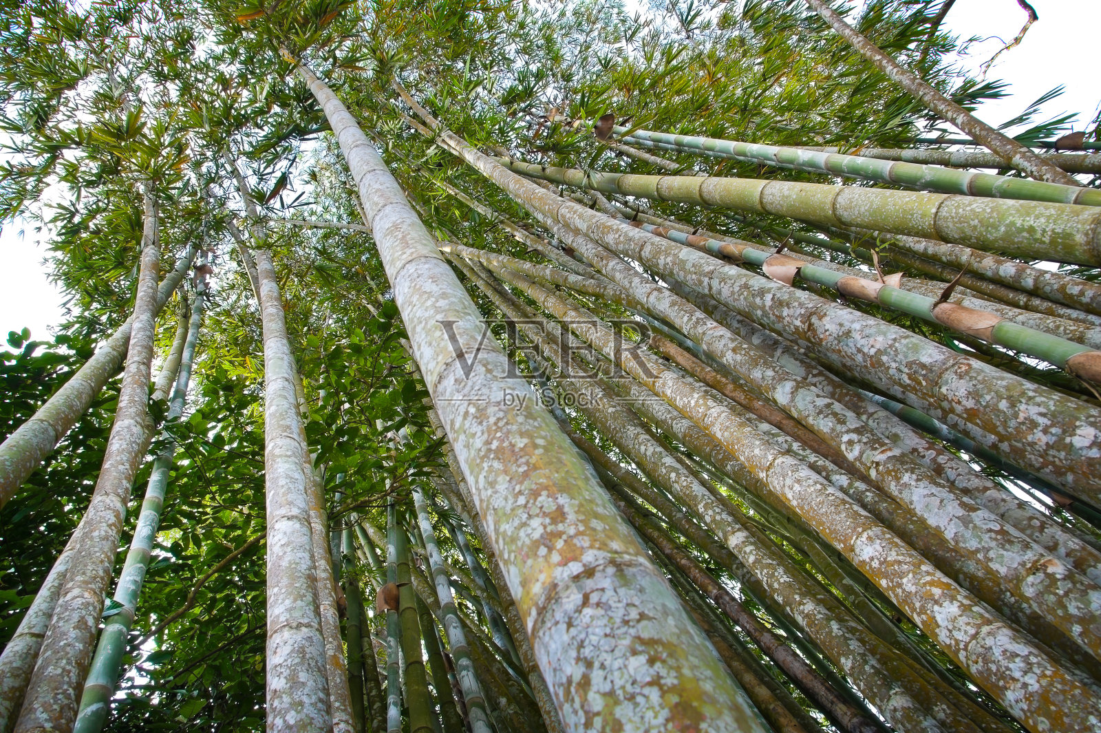 竹类植物的分支照片摄影图片