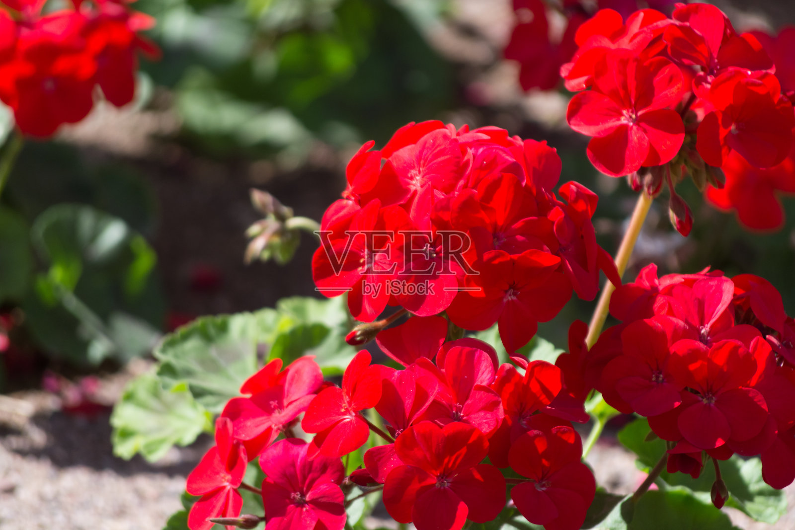 红色天竺葵花在阳光花园近距离照片摄影图片