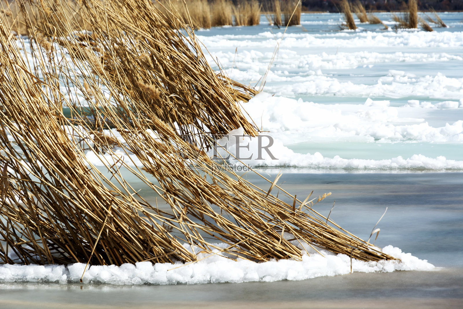 匈牙利巴拉顿湖冰中的芦苇照片摄影图片