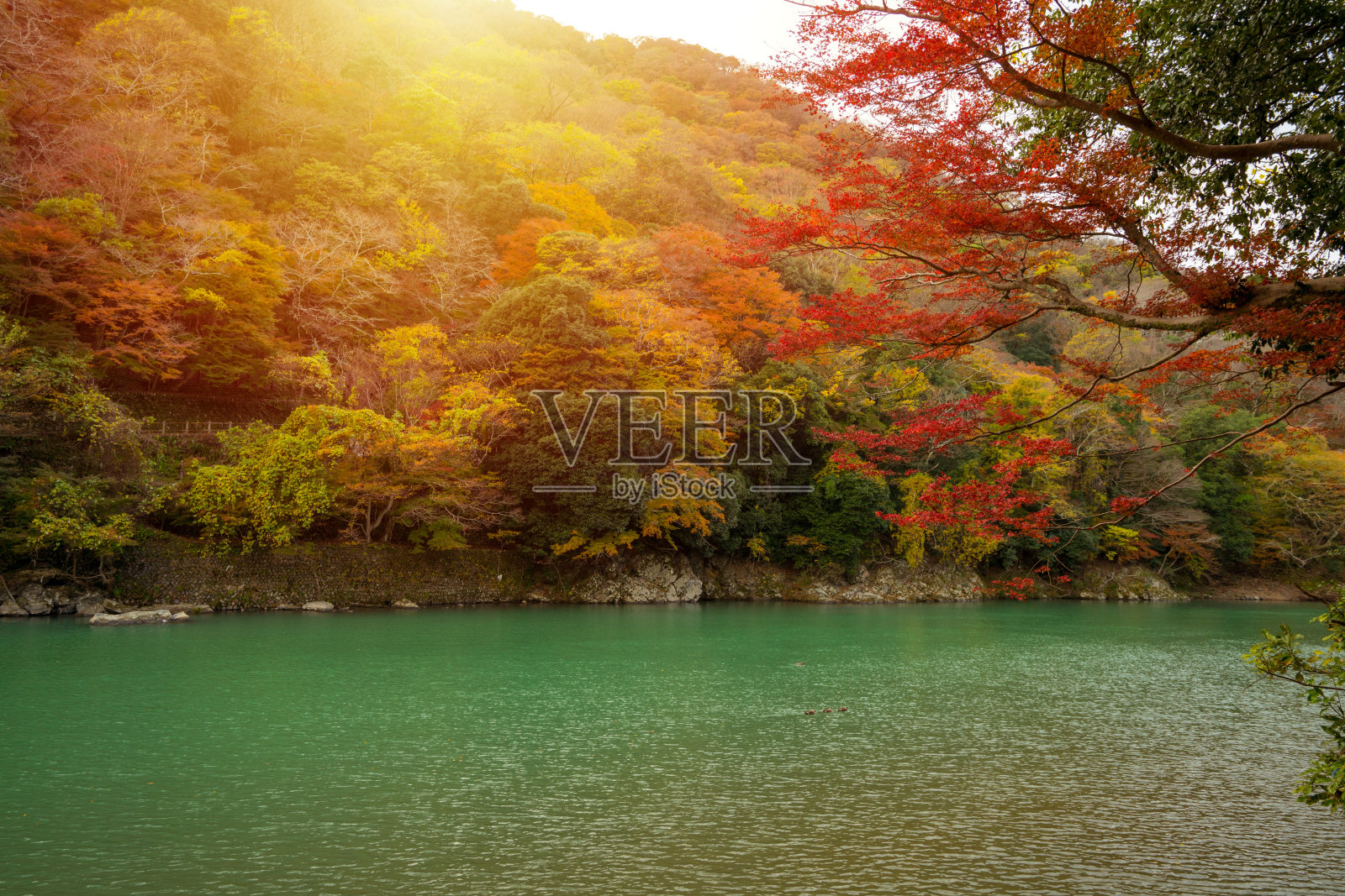 蓝色的水秋天在日本，枫树是改变颜色的季节在11月和树叶被照亮的阳光在花园里。照片摄影图片