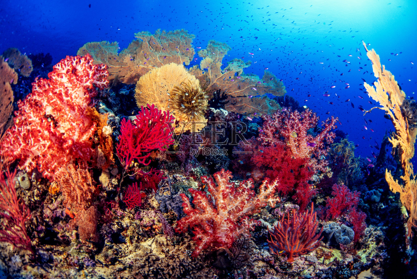 珊瑚礁照片摄影图片