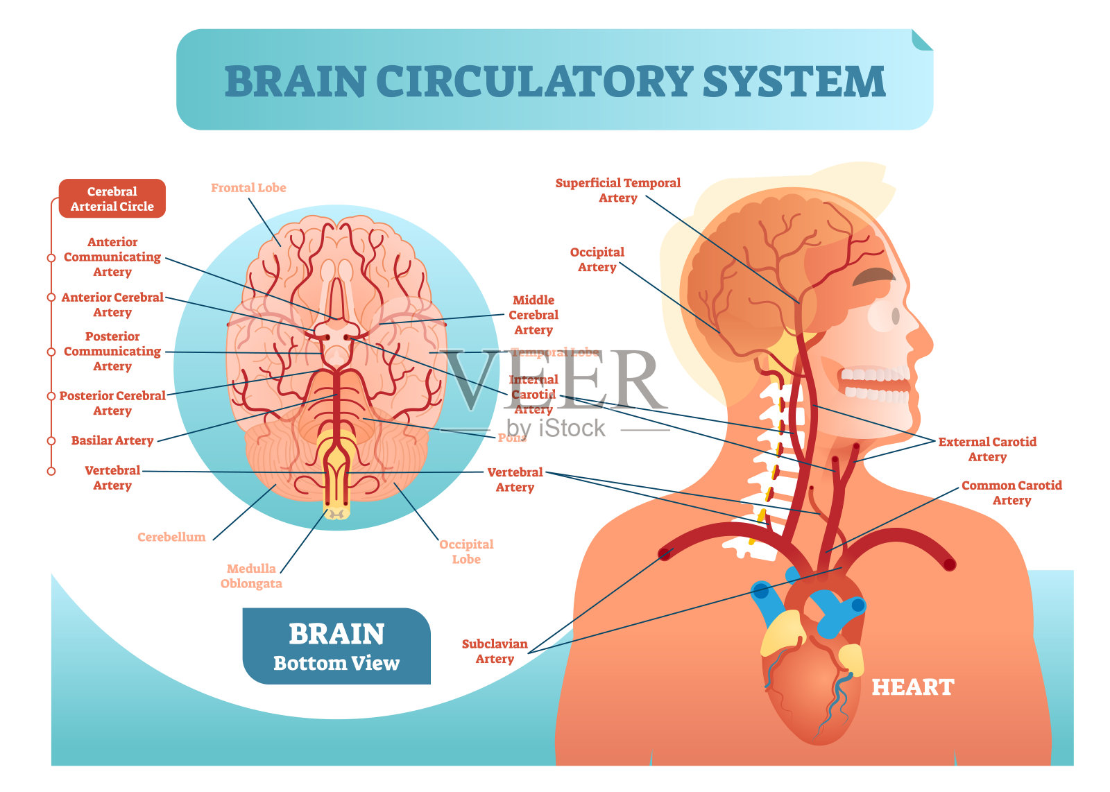 脑循环系统解剖矢量图解。人脑血管网络方案。脑医学信息。插画图片素材