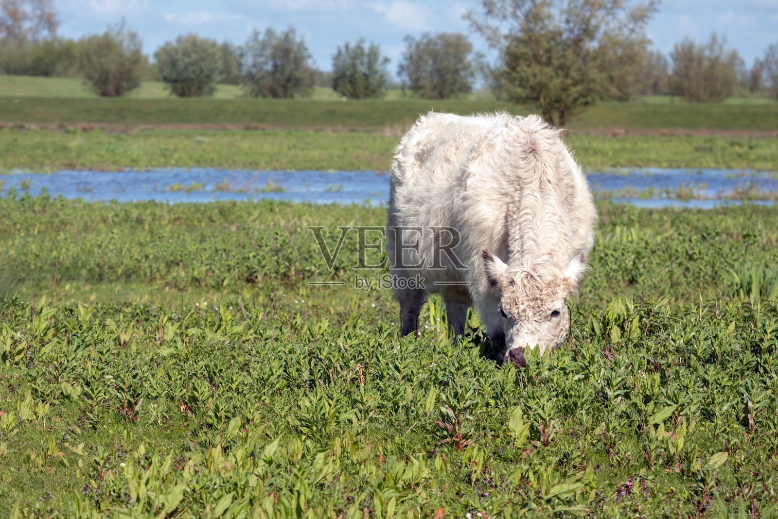 年轻的白色加洛韦牛在自然保护区吃草照片摄影图片