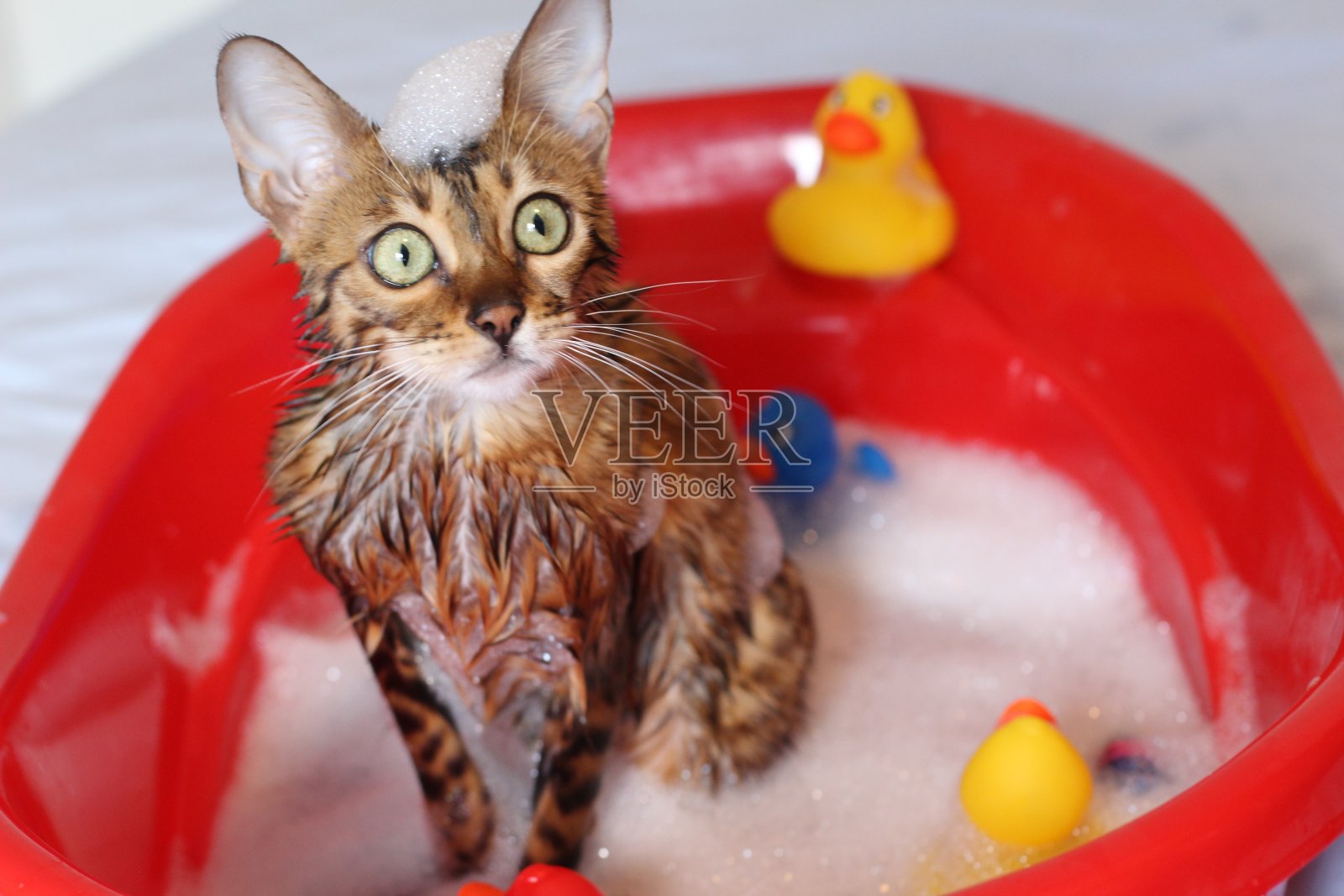 有趣的猫在洗澡照片摄影图片