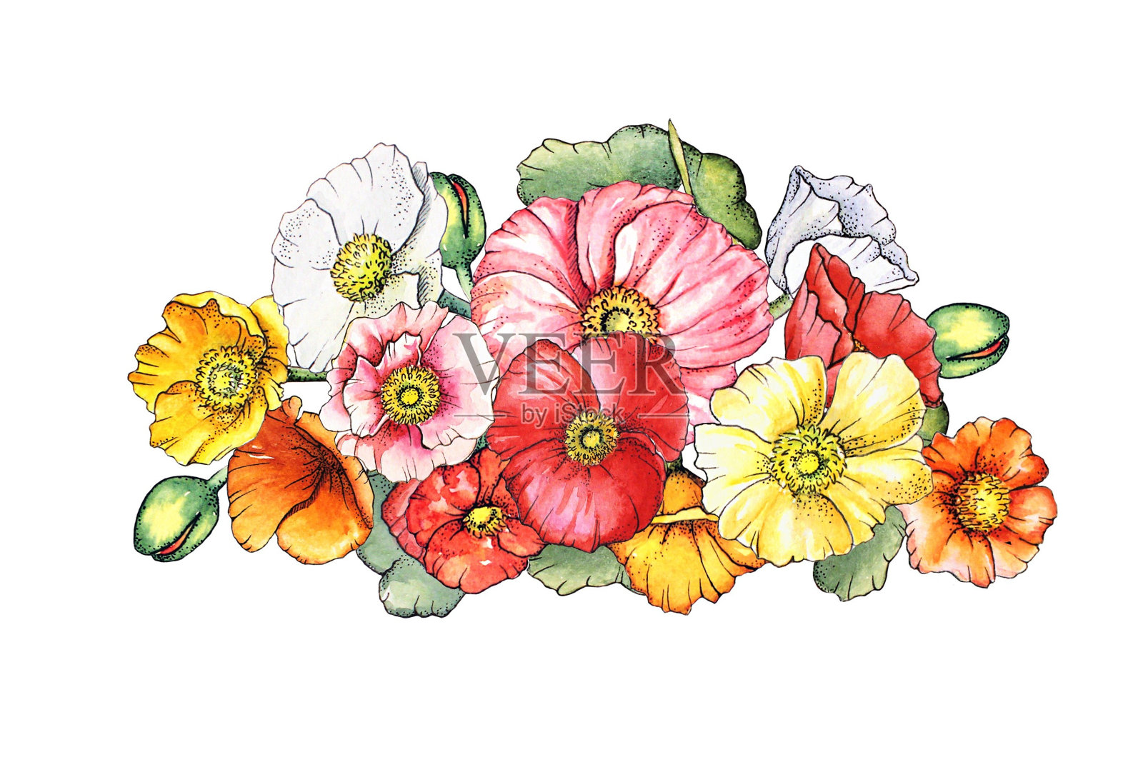 一束水彩的多色罂粟花插画图片素材