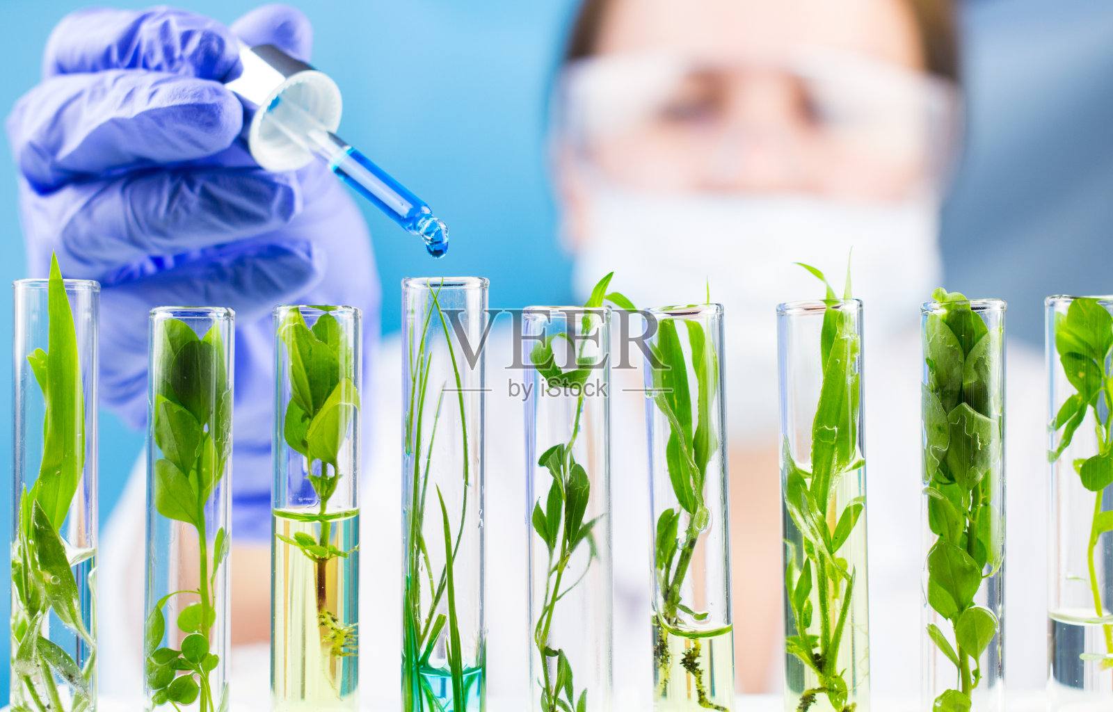 科学家在装有绿色新鲜植物的试管中，拿着装有蓝色液滴的吸管。照片摄影图片