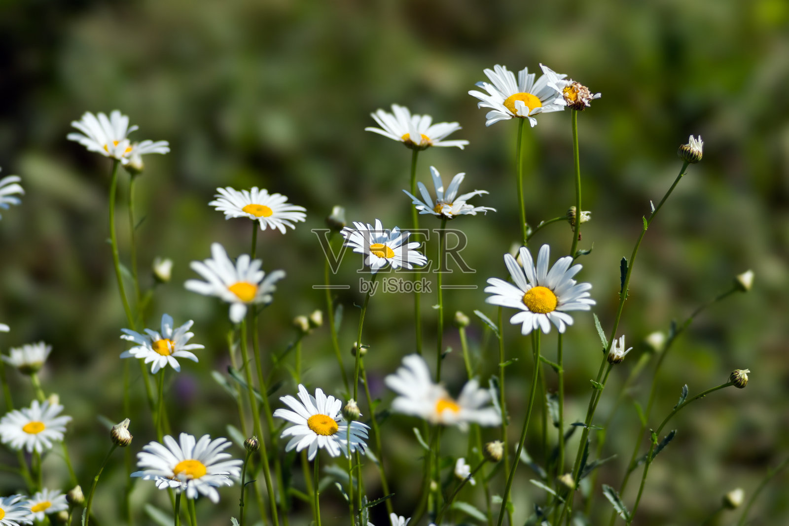 绿草背景上的一群白色雏菊。照片摄影图片