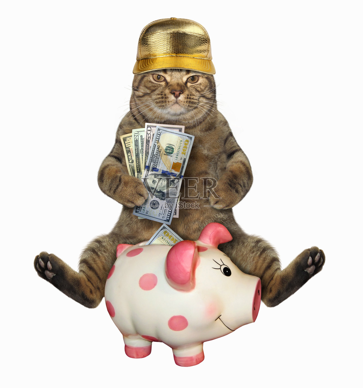 小猫在存钱罐旁边拿着美元照片摄影图片