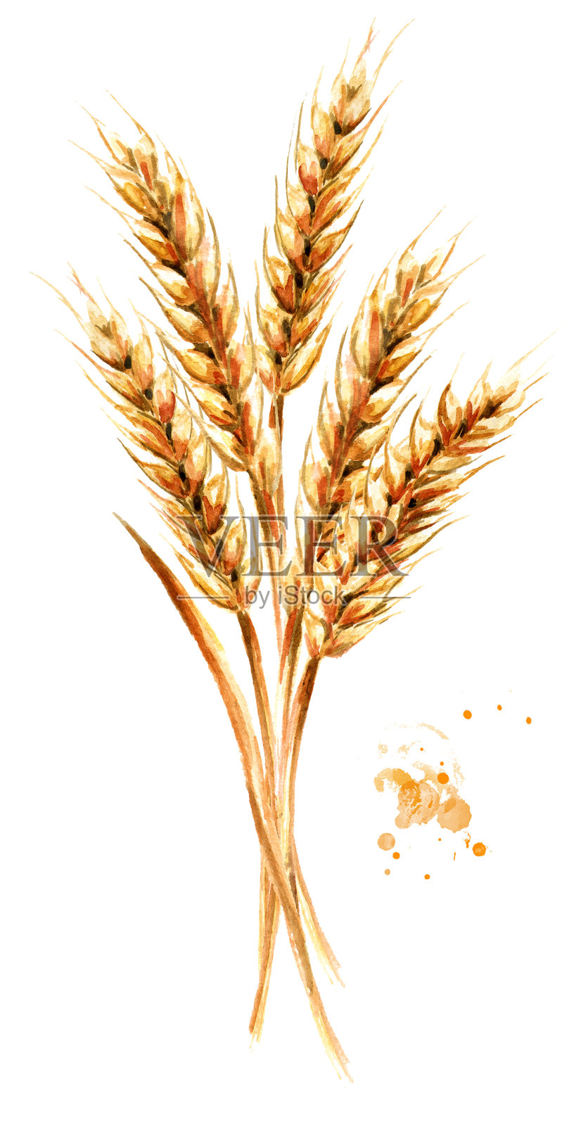 耳朵的小麦。水彩手绘插图，孤立的白色背景插画图片素材