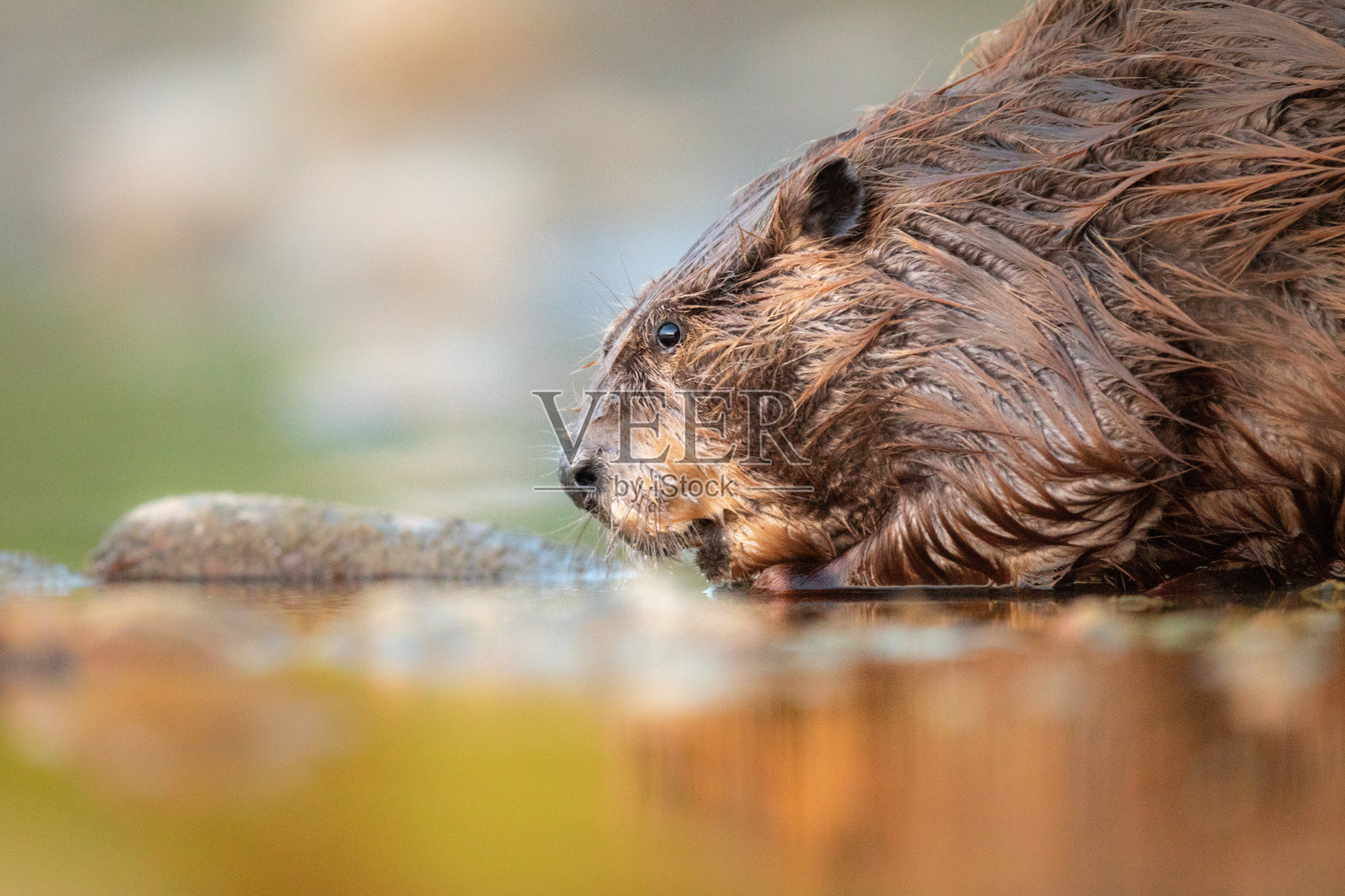 野海狸在河边饮水，颜色温暖照片摄影图片