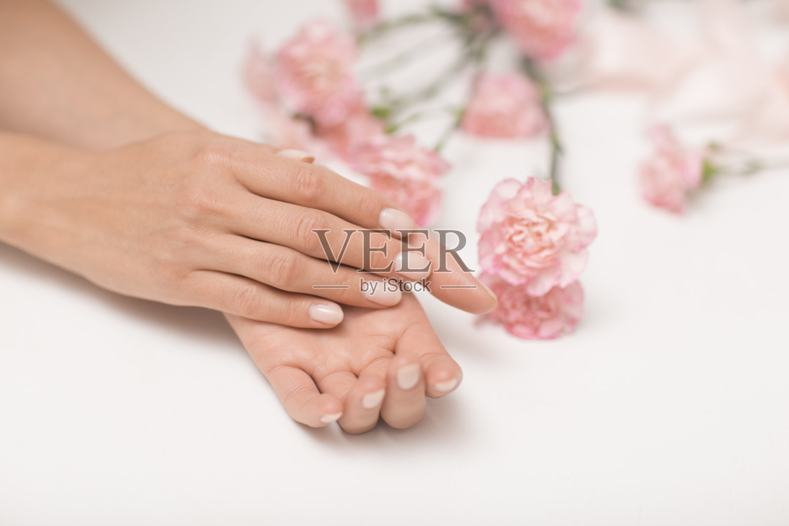 修指甲。美丽和精致的手在白色的背景与粉红色的花。照片摄影图片