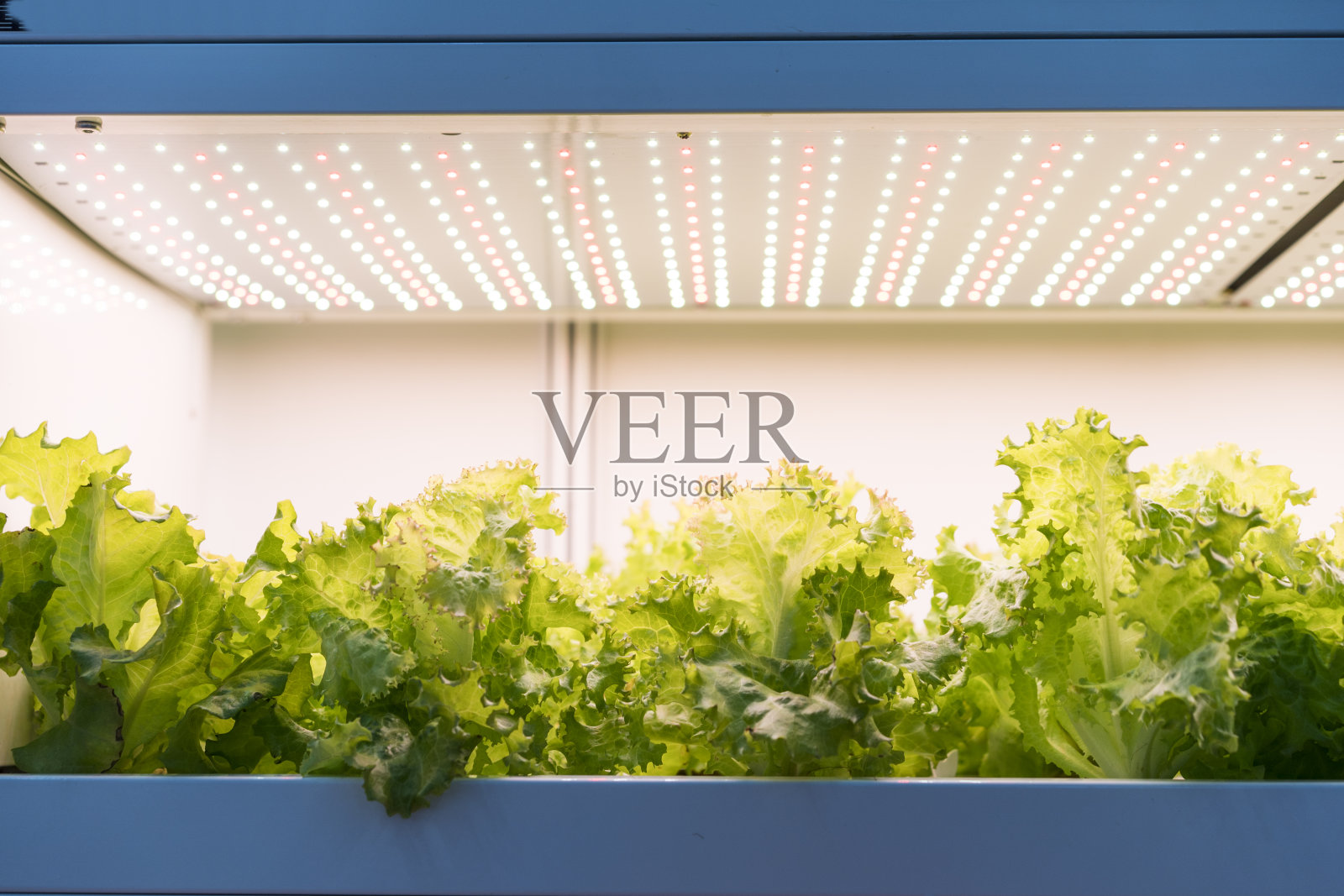 Led照明室内农场技术的温室蔬菜种植照片摄影图片