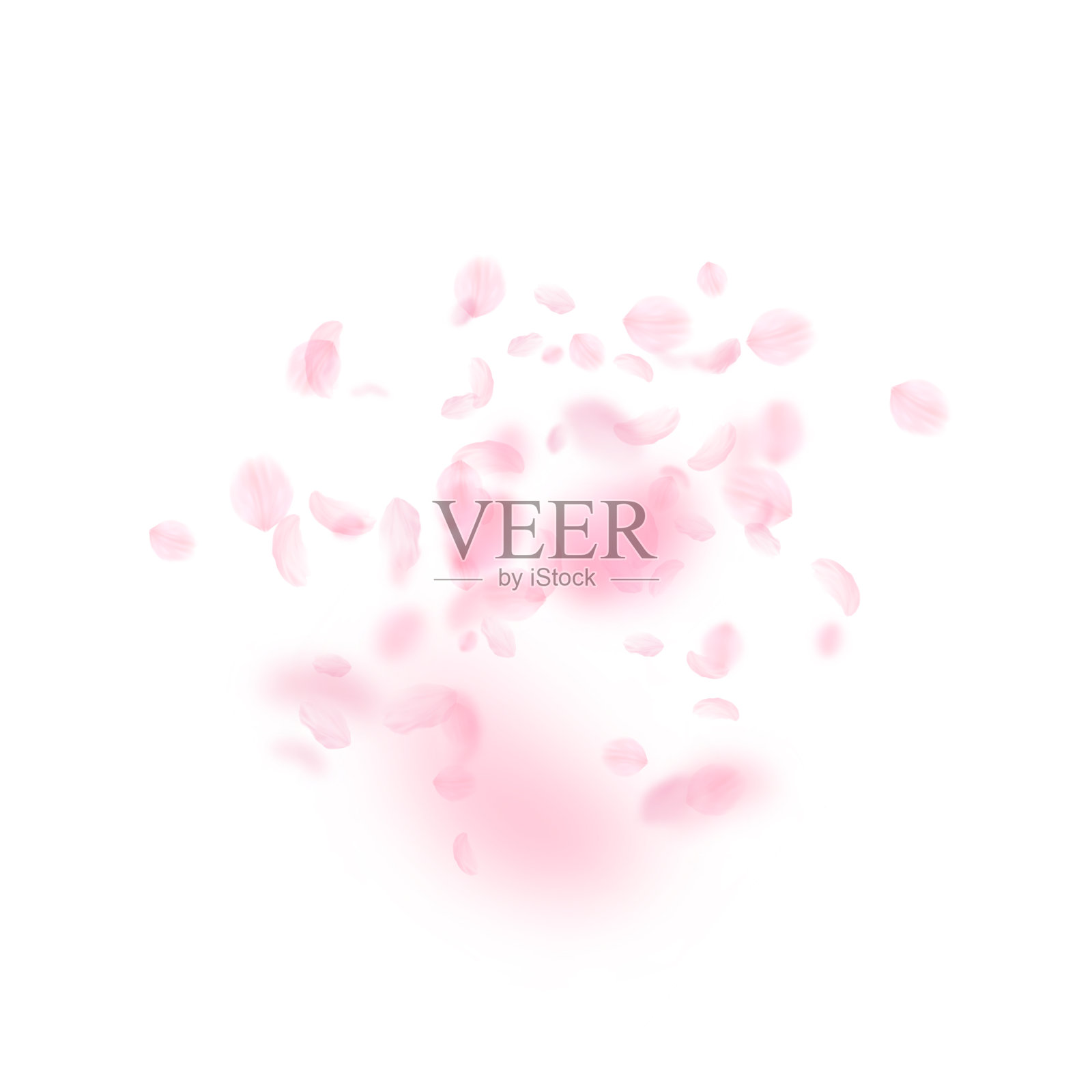 樱花花瓣飘落。浪漫的粉色花朵大爆发。飞舞的花瓣在白色的方形背景上插画图片素材