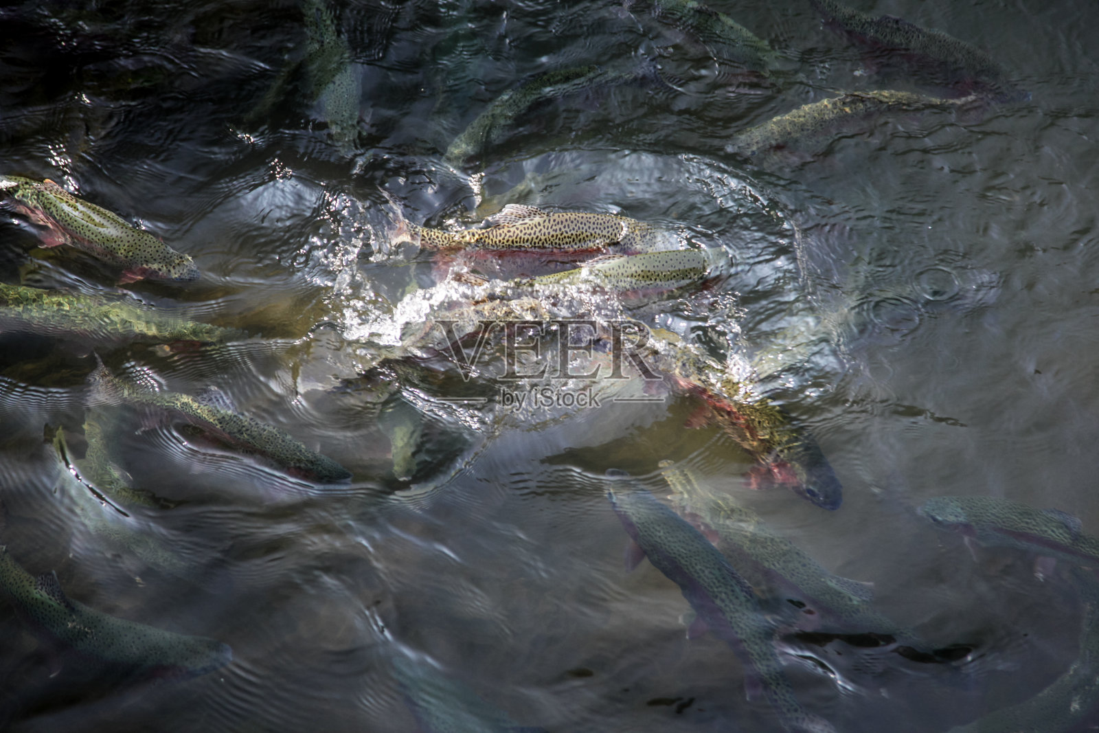 水中的鱼-水面上的鱼照片摄影图片