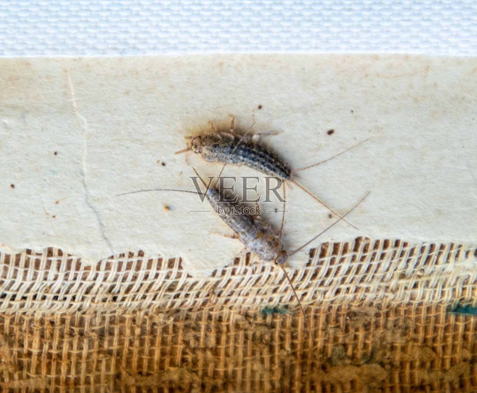 有害的书籍和报纸以纸蠹虫为食的昆虫麻风病照片摄影图片