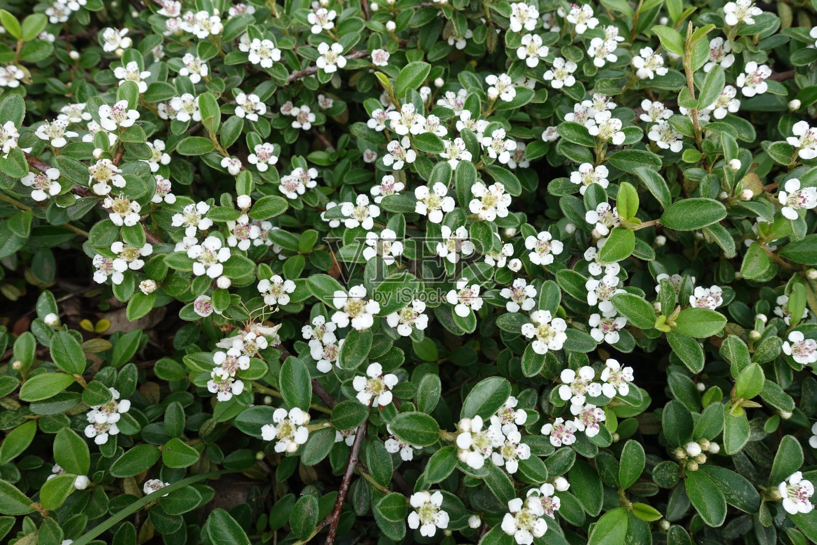 白花很香的矮灌木图片