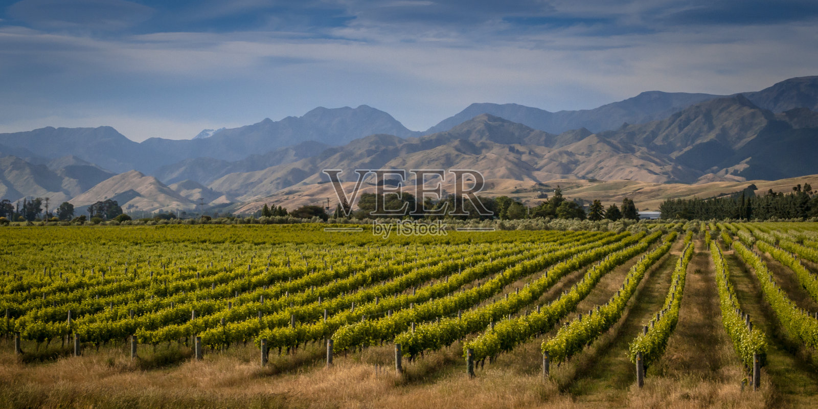 新西兰马尔伯勒地区有机葡萄园概述照片摄影图片