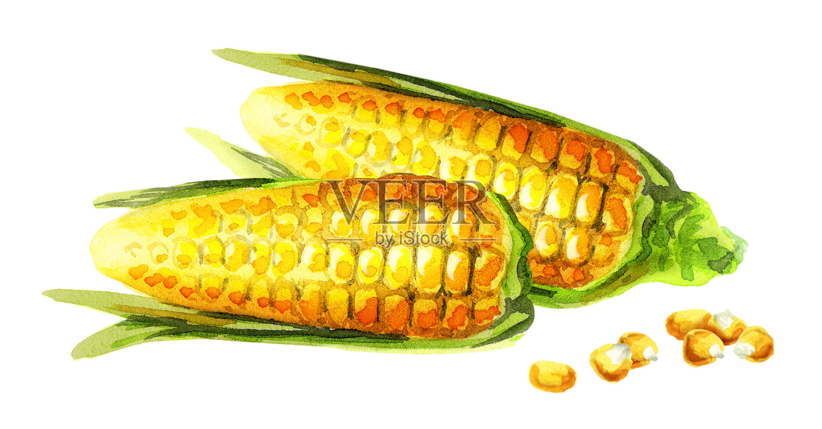 玉米棒。水彩插画图片素材
