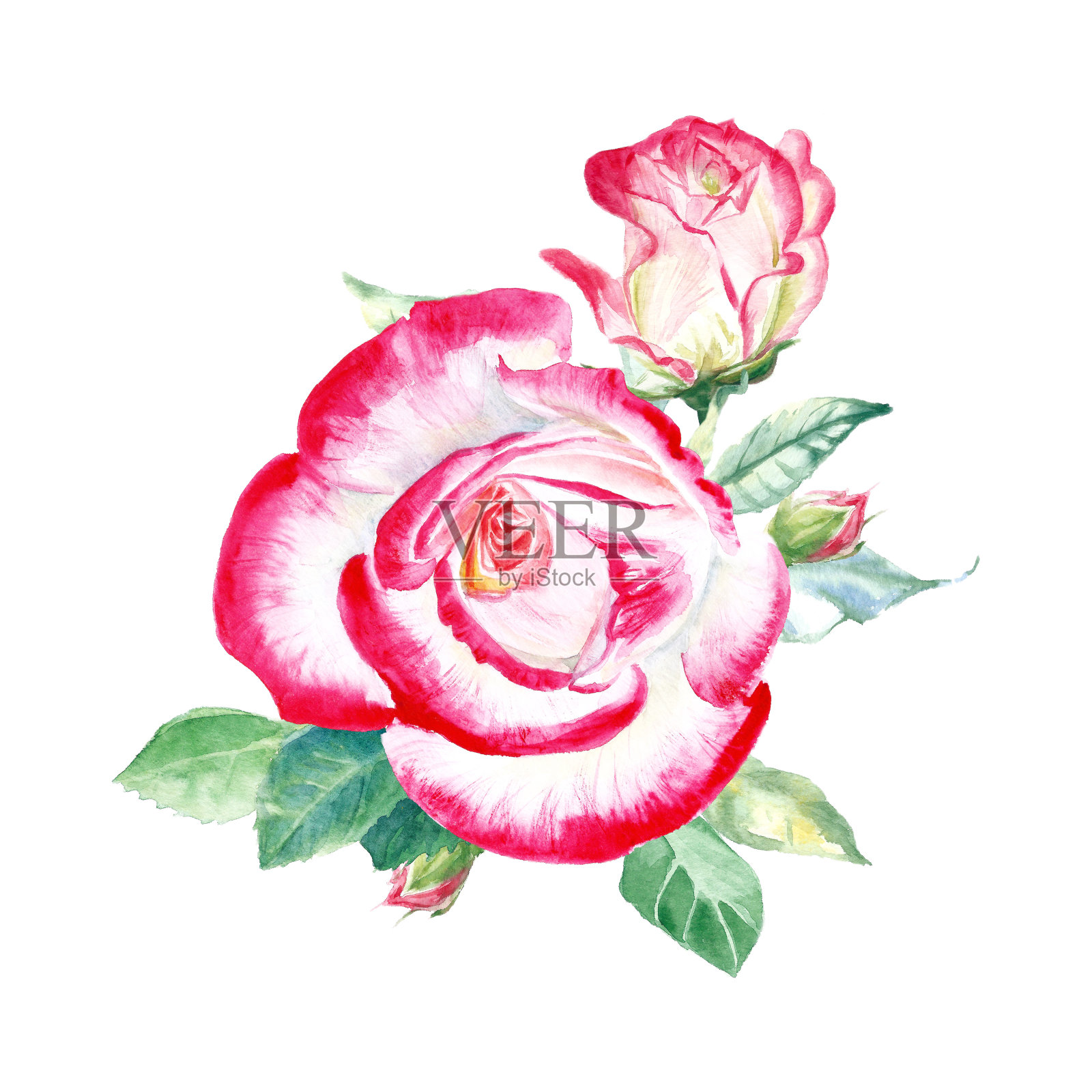 两朵美丽的带叶子的红白玫瑰。水彩画。婚礼喜庆的图纸。贺卡。插画图片素材