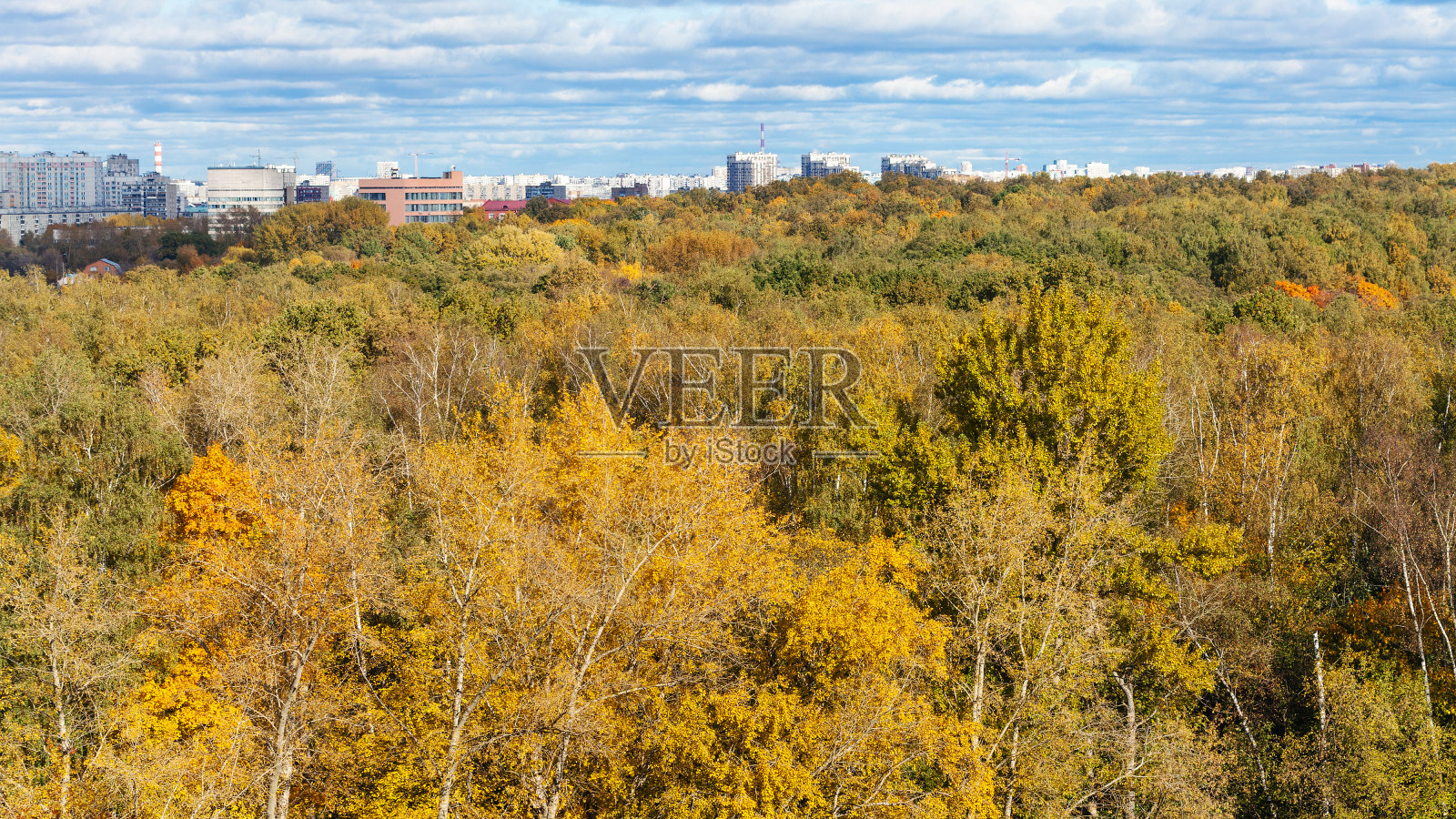 秋天的黄色森林和城市街道照片摄影图片