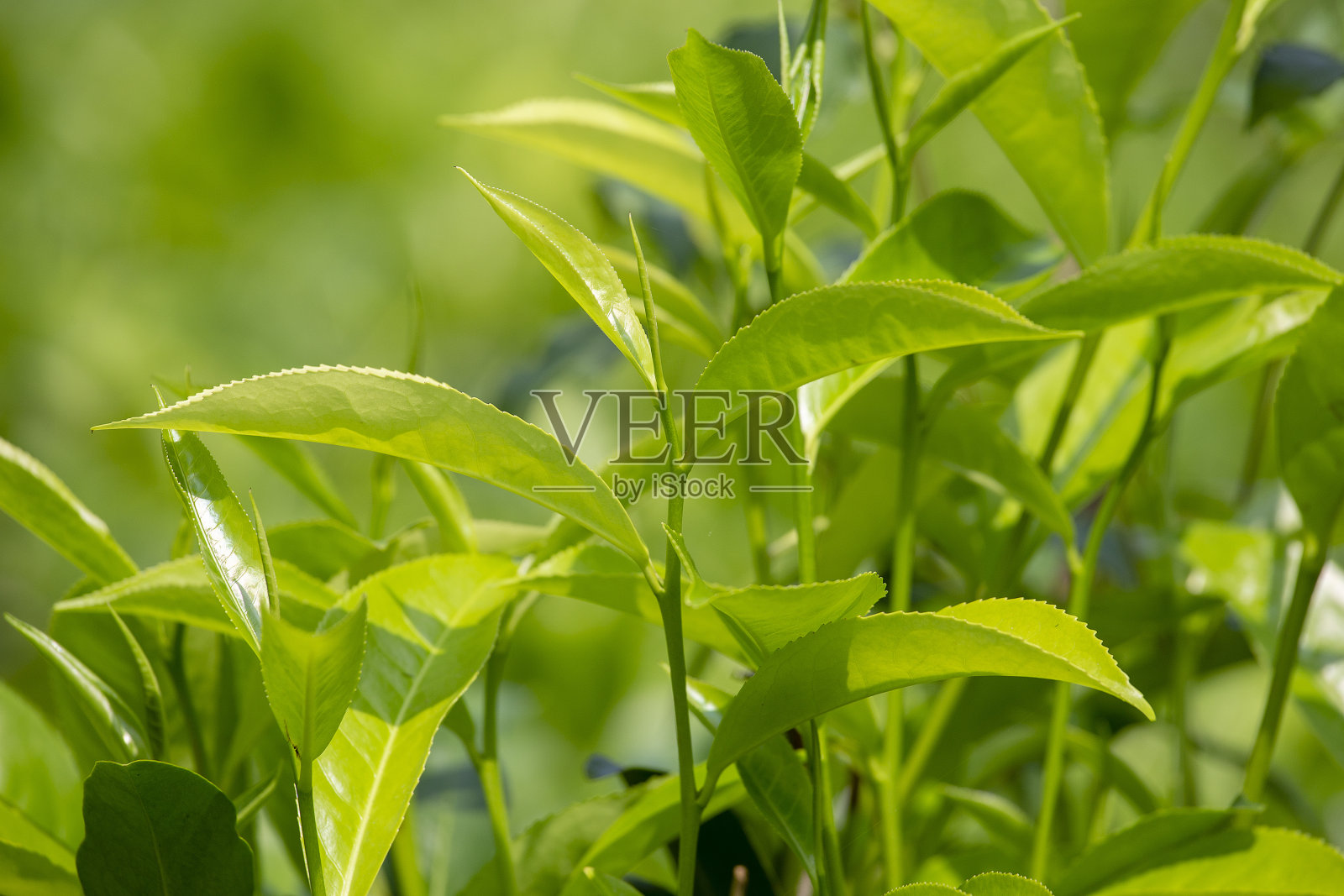 斯里兰卡努瓦拉·埃利亚种植园茶树的嫩绿叶片和叶芽。照片摄影图片