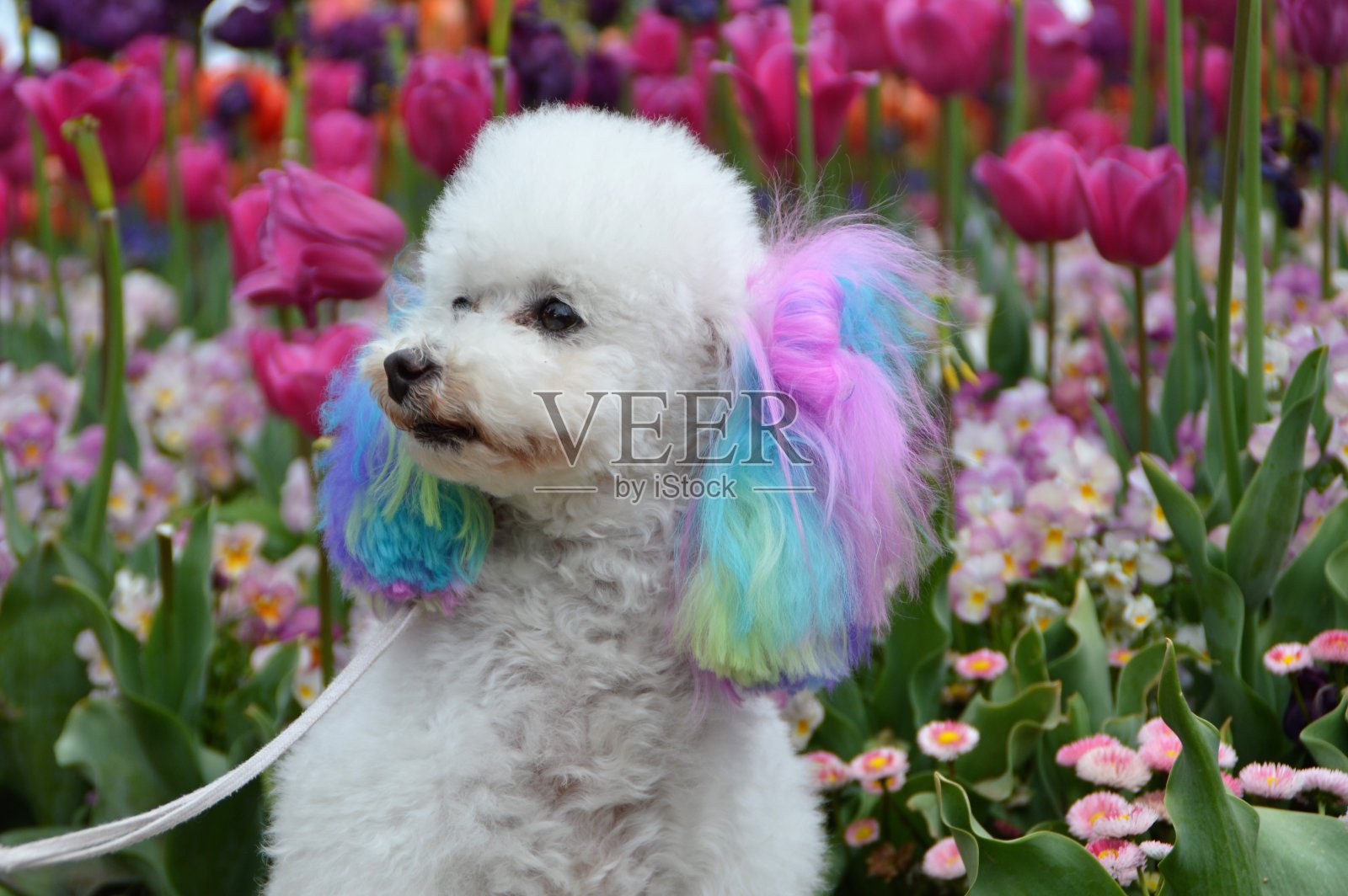 漂亮的狗在花前有五颜六色的耳朵照片摄影图片