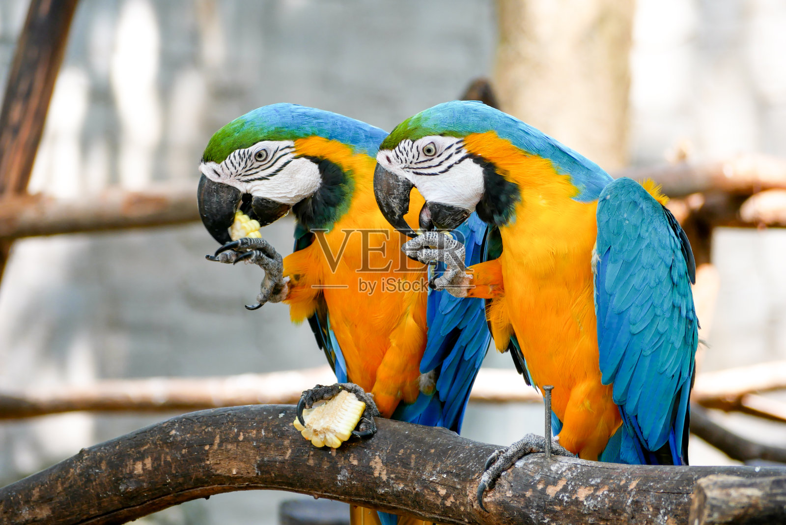 蓝色和黄色的黄金金刚鹦鹉美丽的鸟在动物园照片摄影图片