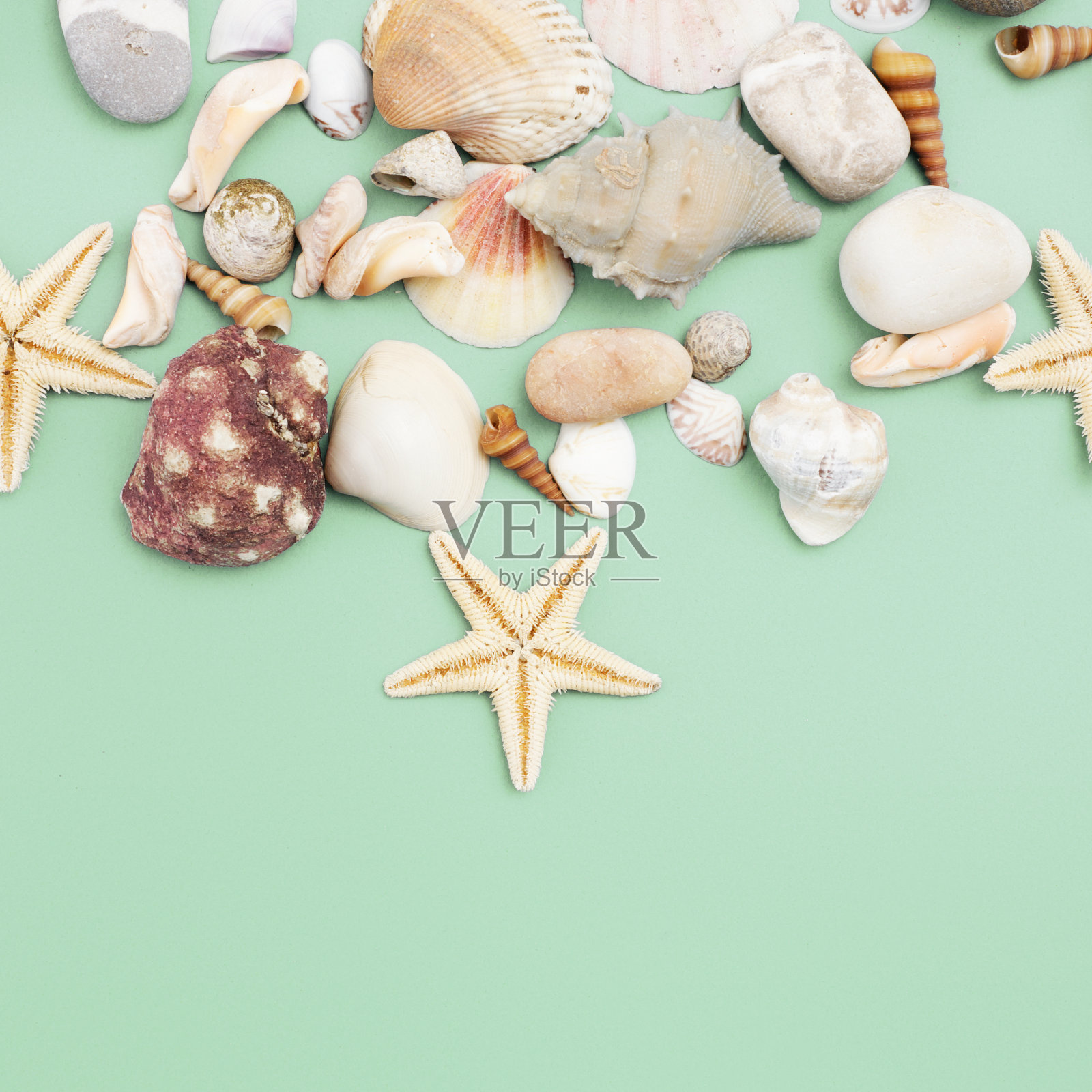 平的。前视图。各种贝壳的框架在一个绿色的蓝色背景。贝壳和海星在柔和的背景上。假期的概念照片摄影图片