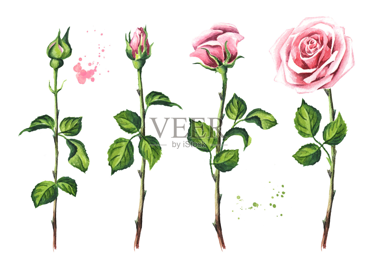 粉红玫瑰花组。水彩手绘插图，孤立的白色背景插画图片素材