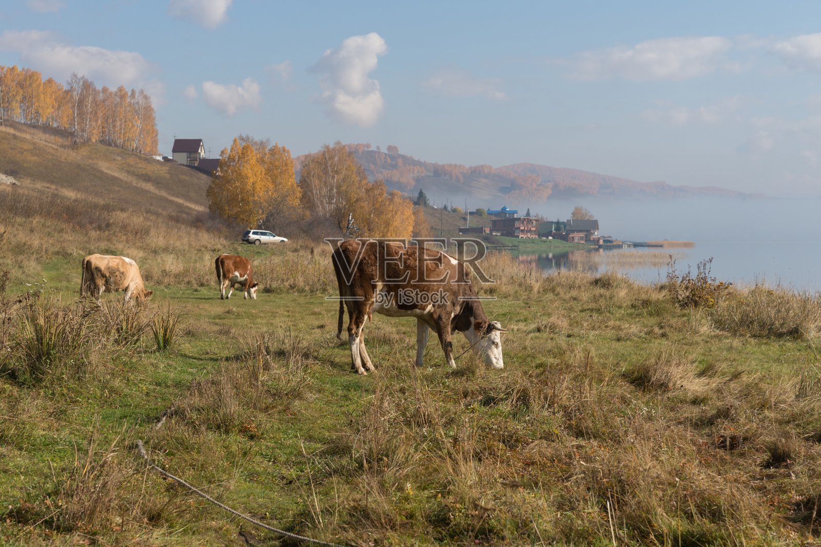 秋日的早晨，牛群在大湖岸边吃草，村庄的背景是这样的。照片摄影图片