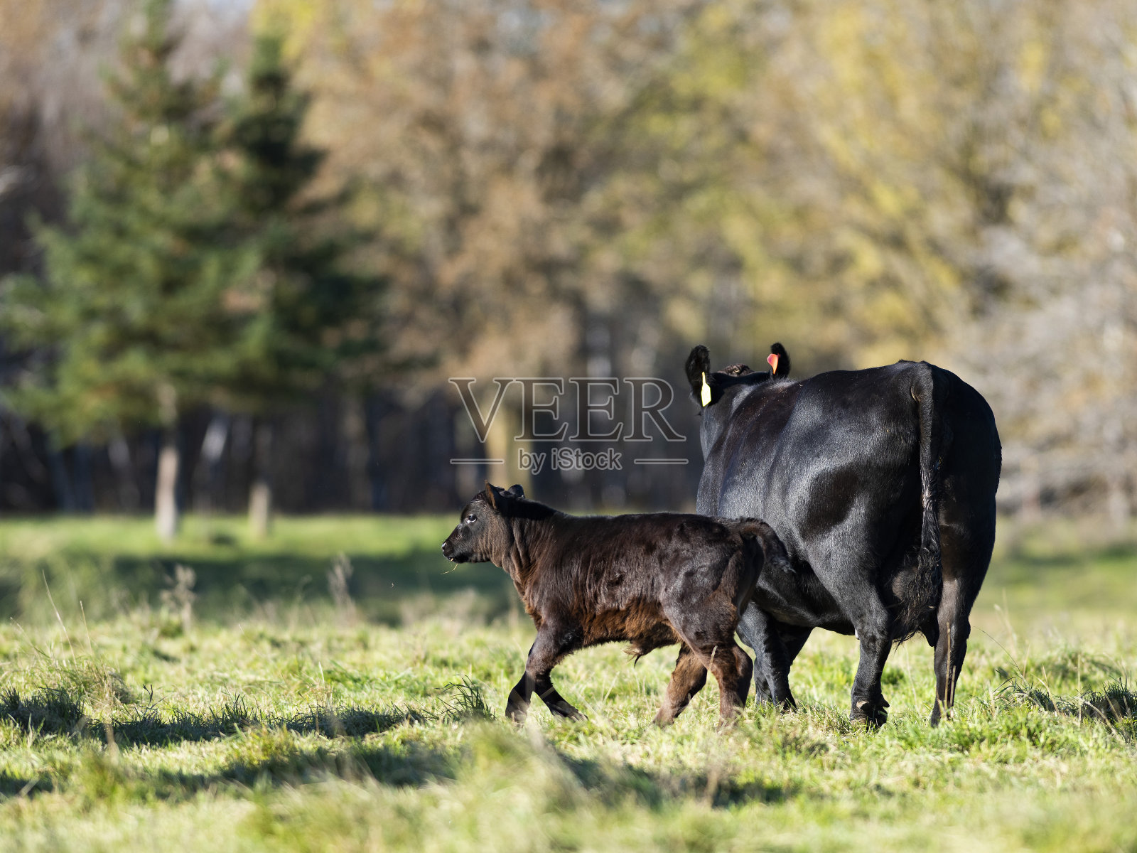 一头母牛和她的小牛照片摄影图片