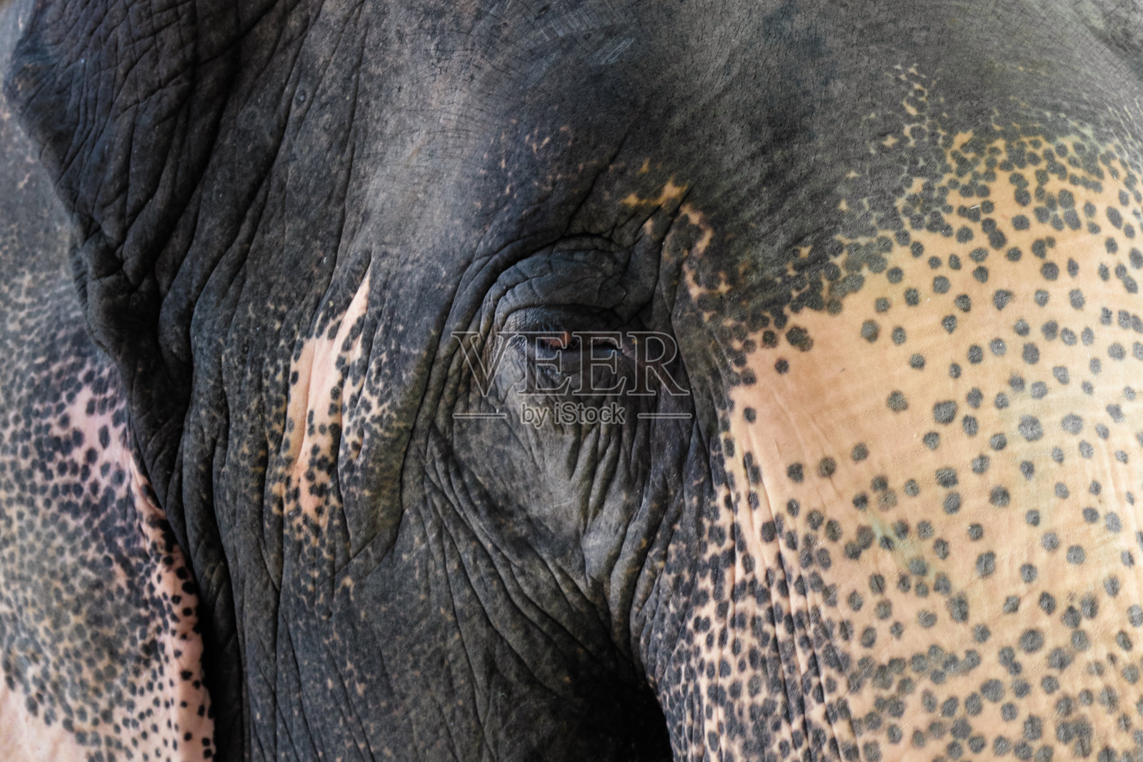 大象的脸和眼睛照片摄影图片