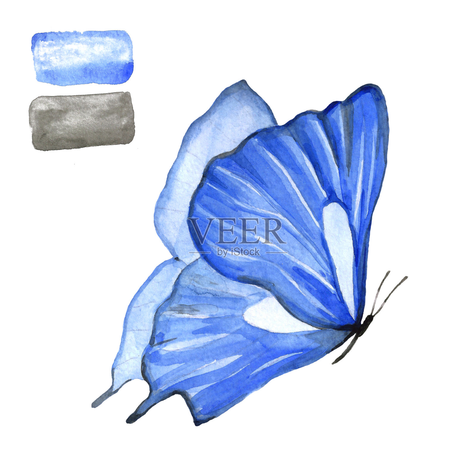 白色背景上的蓝蝴蝶。插画图片素材