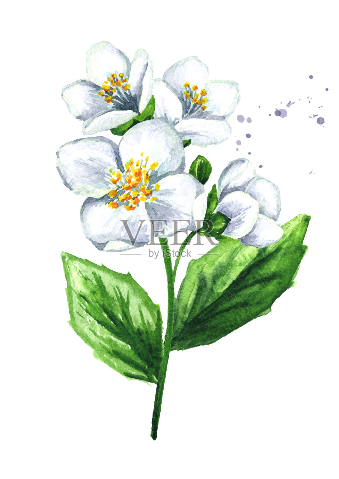 茉莉花枝。水彩手绘插图，孤立的白色背景插画图片素材