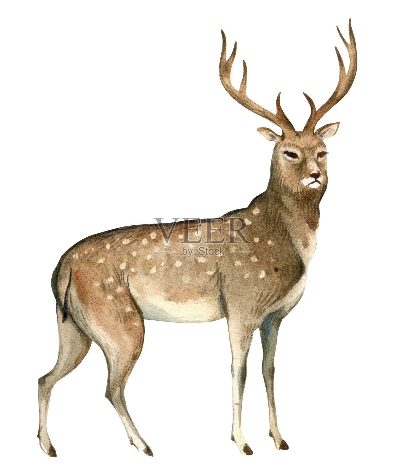 一只棕色的鹿站着。飞溅素描野生森林北部动物。野生动物艺术插图插画图片素材