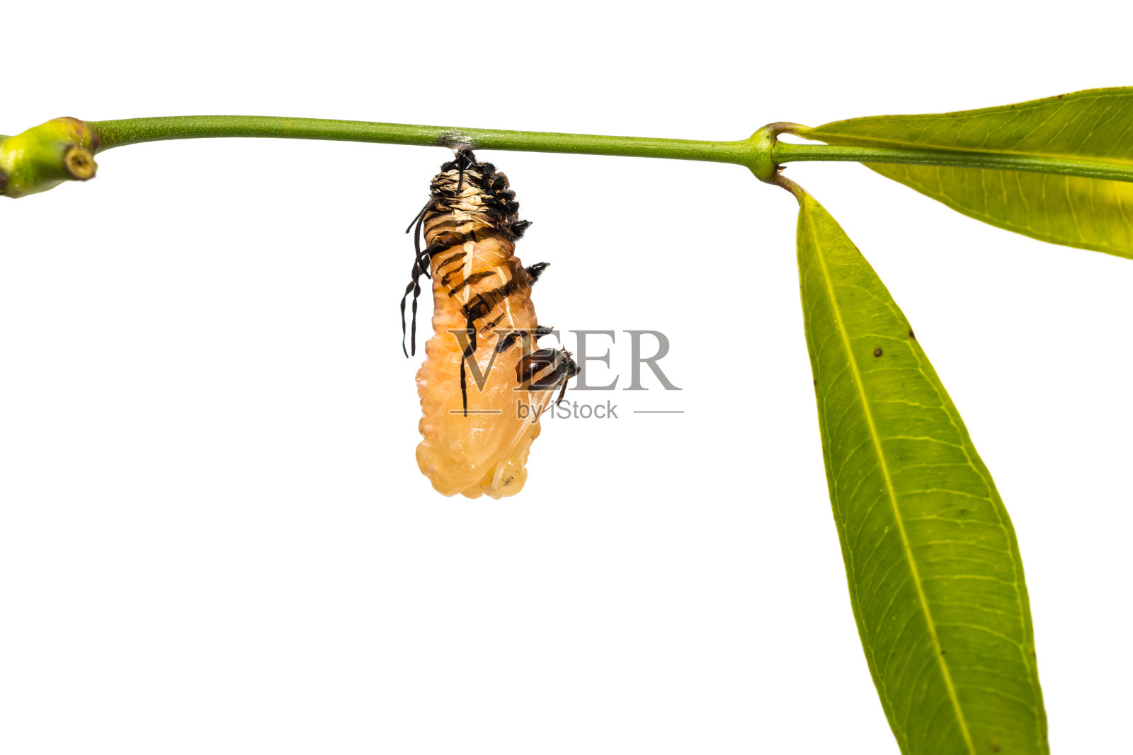 条纹蓝鸦(Euploea mulciber)化蛹照片摄影图片