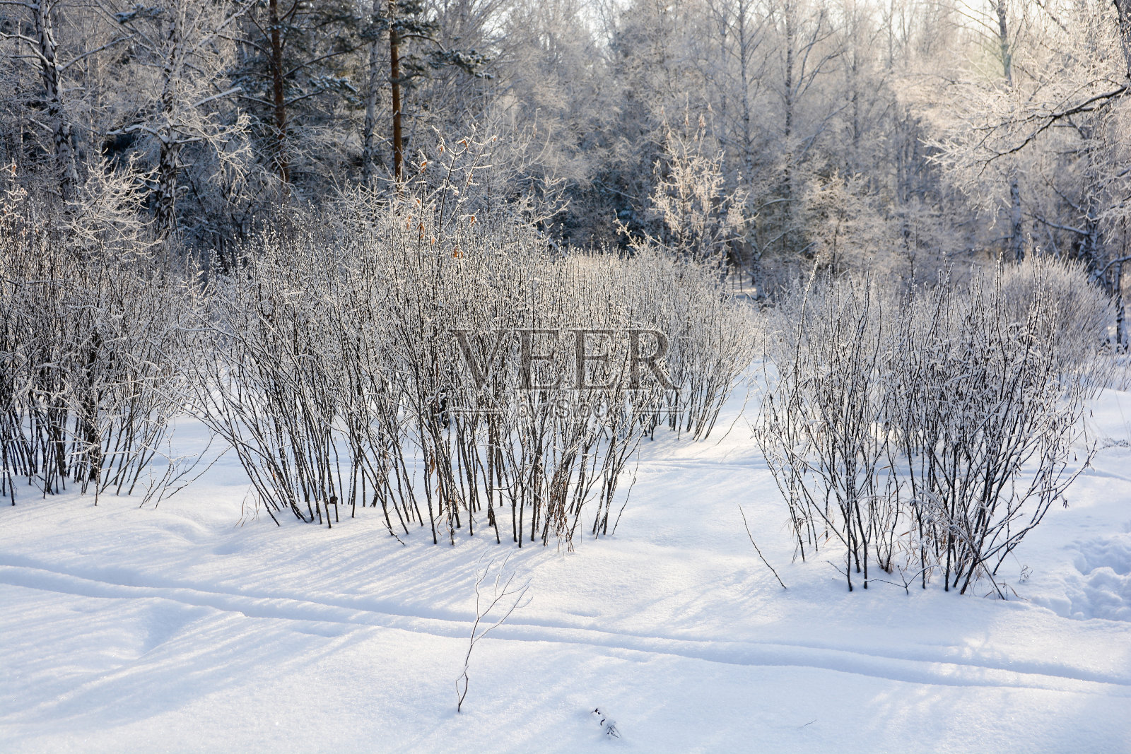美丽的风景冬季白桦林和松林。雪中的树照片摄影图片