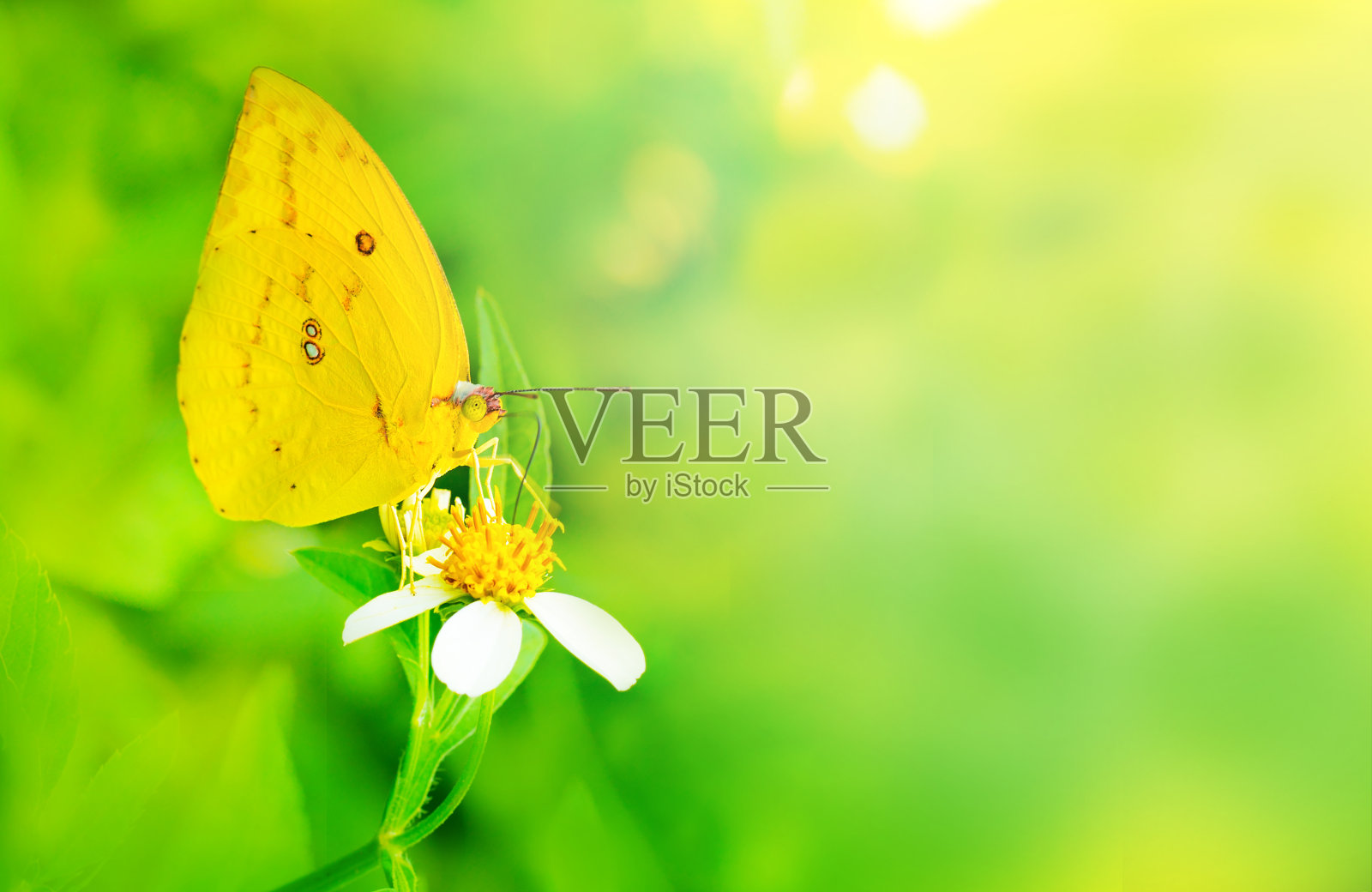 白花上的黄蝴蝶，背景柔和照片摄影图片
