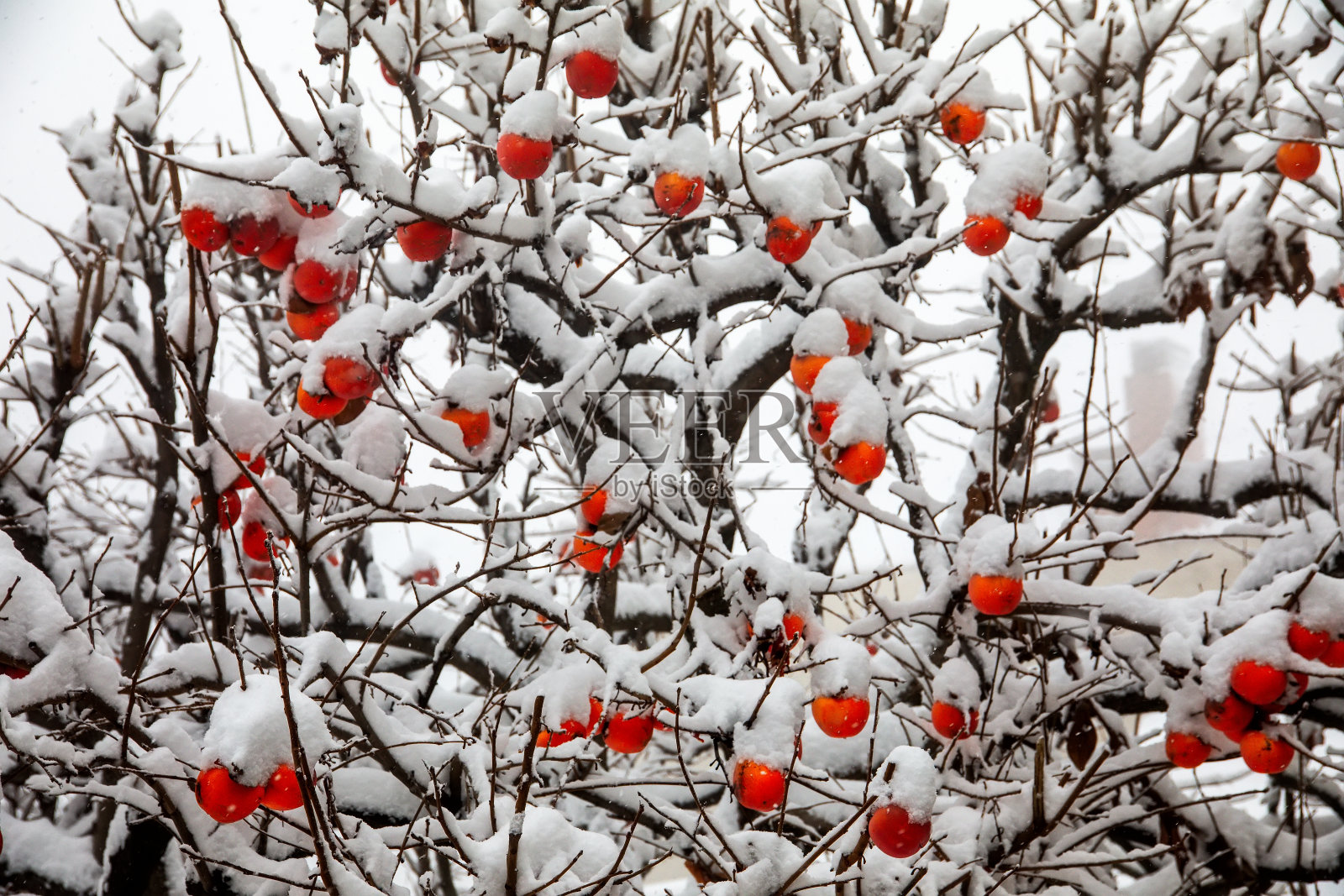 枣树的果实或柿子，荷花伴着初雪照片摄影图片